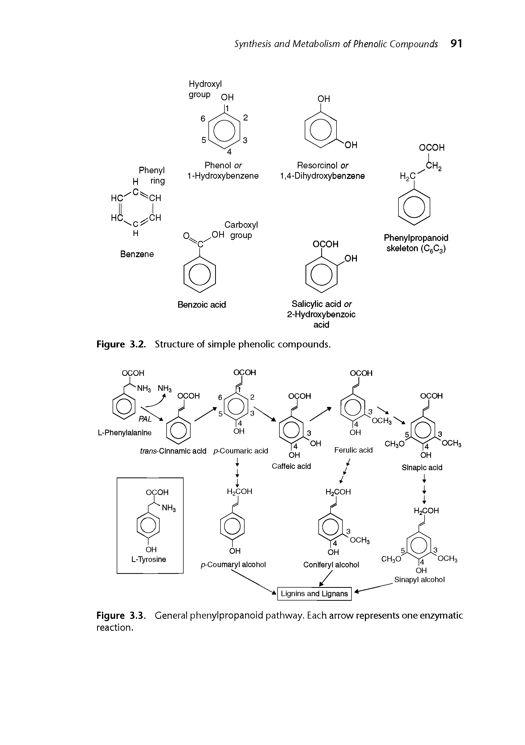 Figure 3.3. General phenylpropanoid pathway. Each arrow represents one enzymatic reaction.