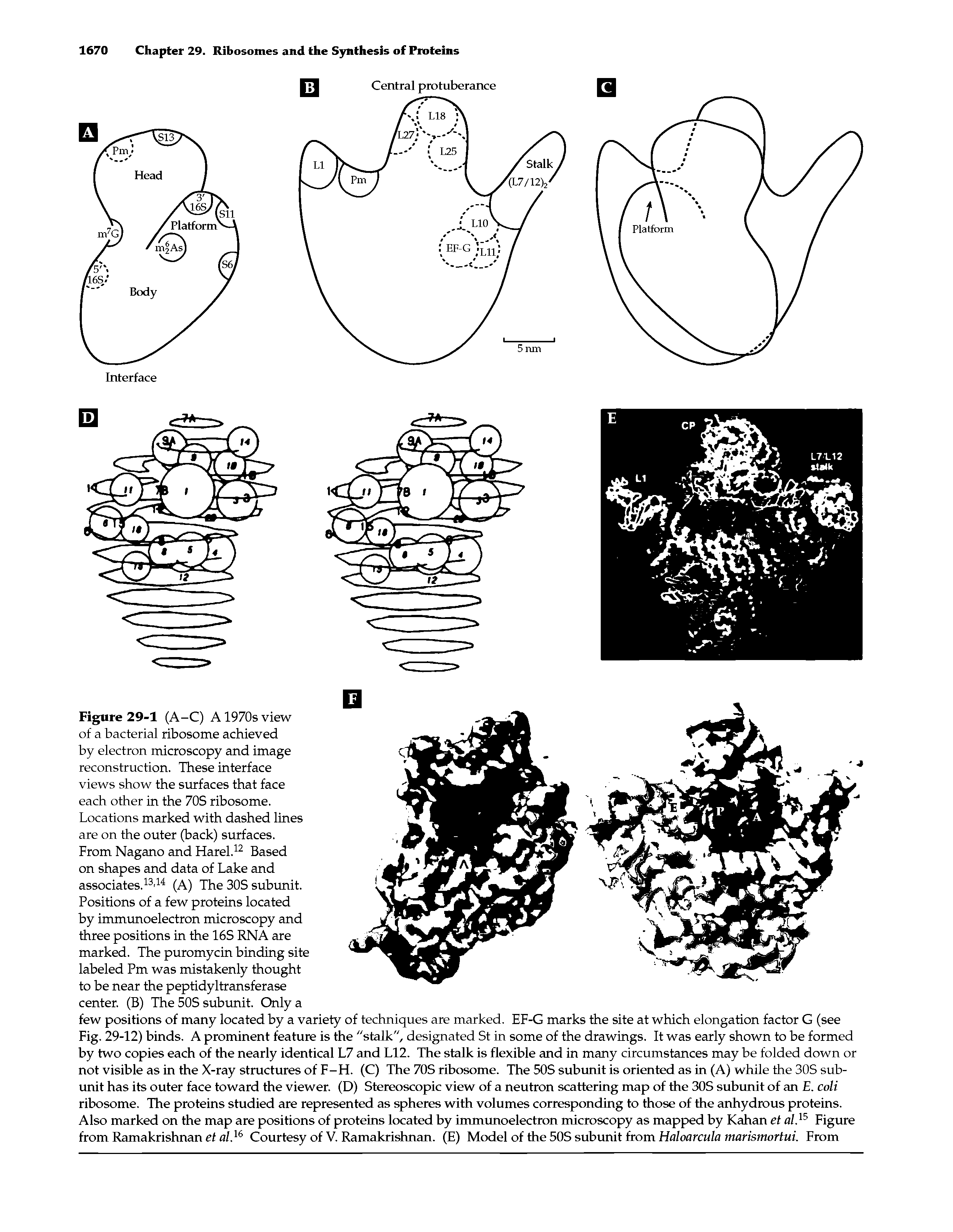 Figure 29-1 (A-C) A 1970s view of a bacterial ribosome achieved by electron microscopy and image reconstruction. These interface views show the surfaces that face each other in the 70S ribosome.