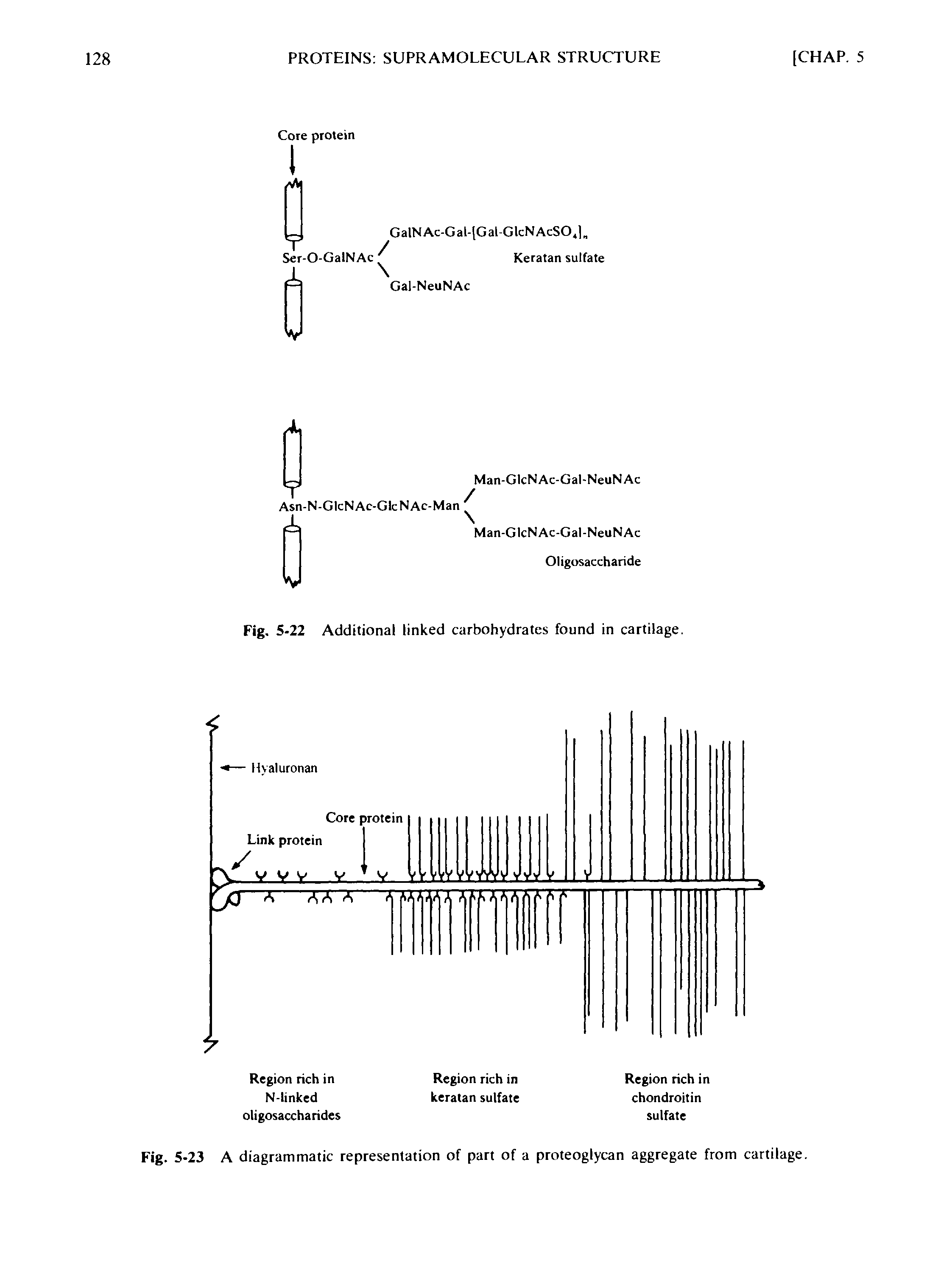 Fig. 5-23 A diagrammatic representation of part of a proteoglycan aggregate from cartilage.