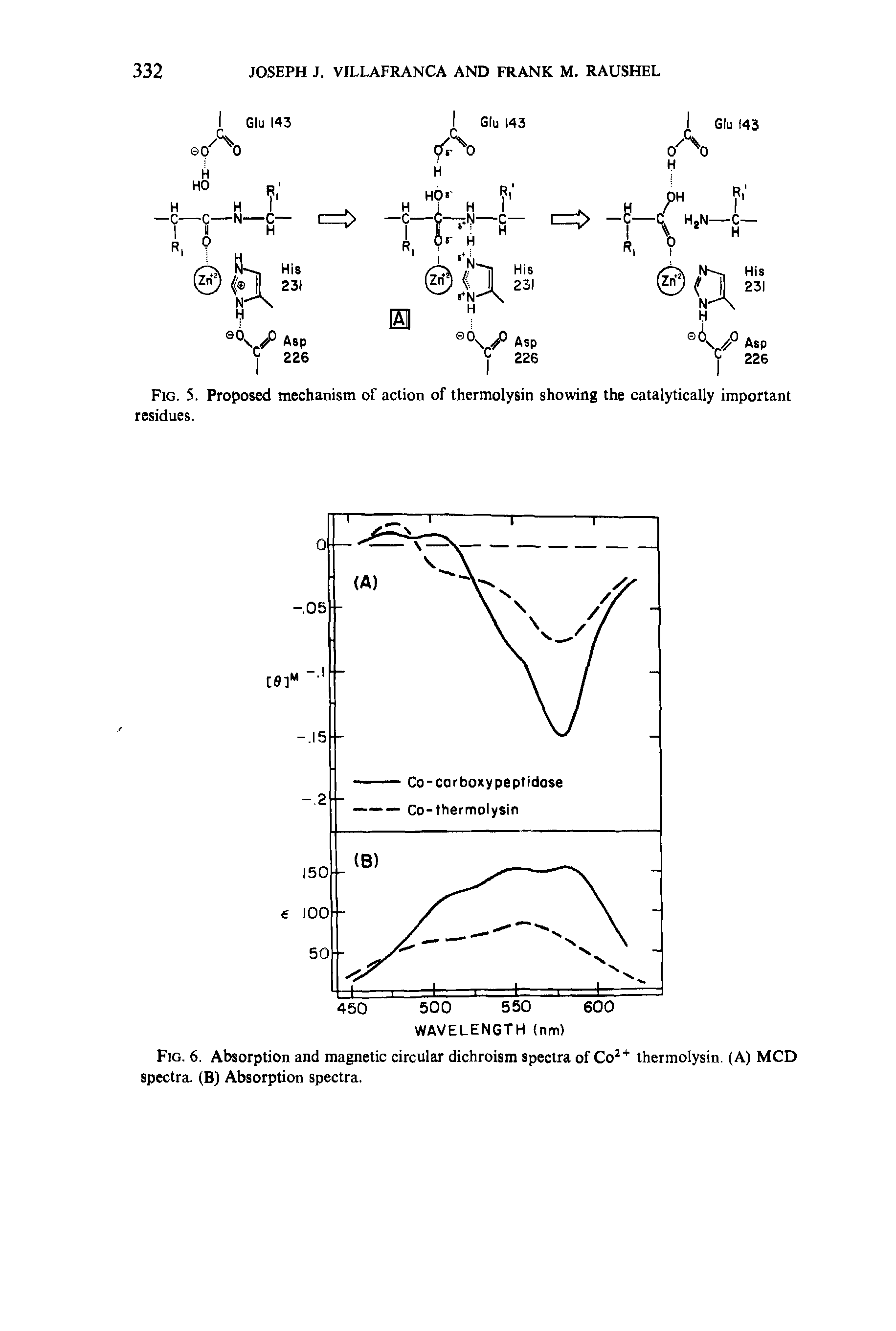 Fig. 6. Absorption and magnetic circular dichroism spectra of Co2+ thermolysin. (A) MCD spectra. (B) Absorption spectra.