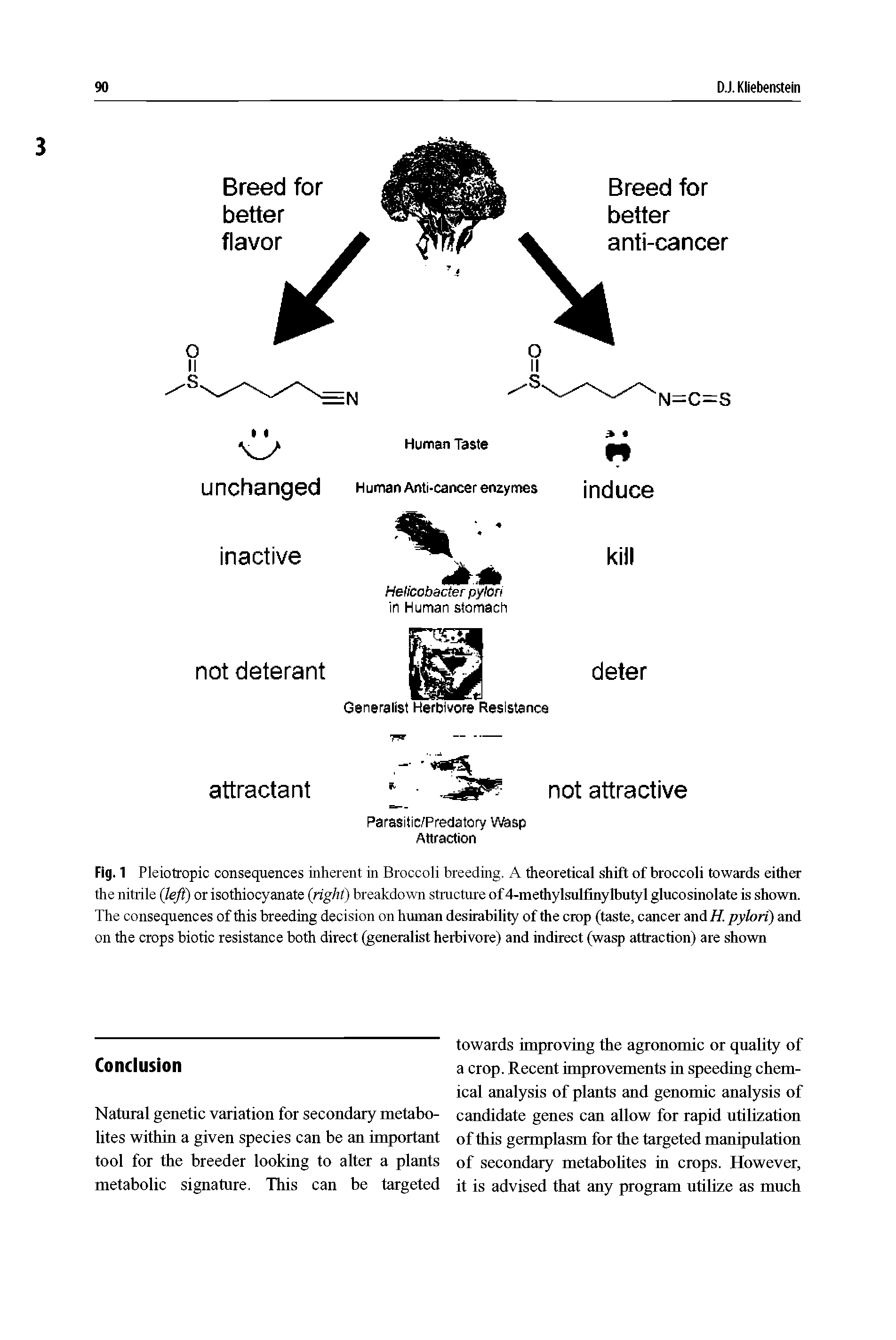 Fig. 1 Pleiotropic consequences inherent in Broccoli breeding. A theoretical shift of broccoli towards either the nitrile (left) or isothiocyanate (right) breakdown structure of 4-methylsulfinylbutyl glucosinolate is shown. The consequences of fliis breeding decision on human desirability of the crop (taste, cancer and H. pylori) and on the crops biotic resistance both direct (generalist herbivore) and indirect (wasp attraction) are shown...