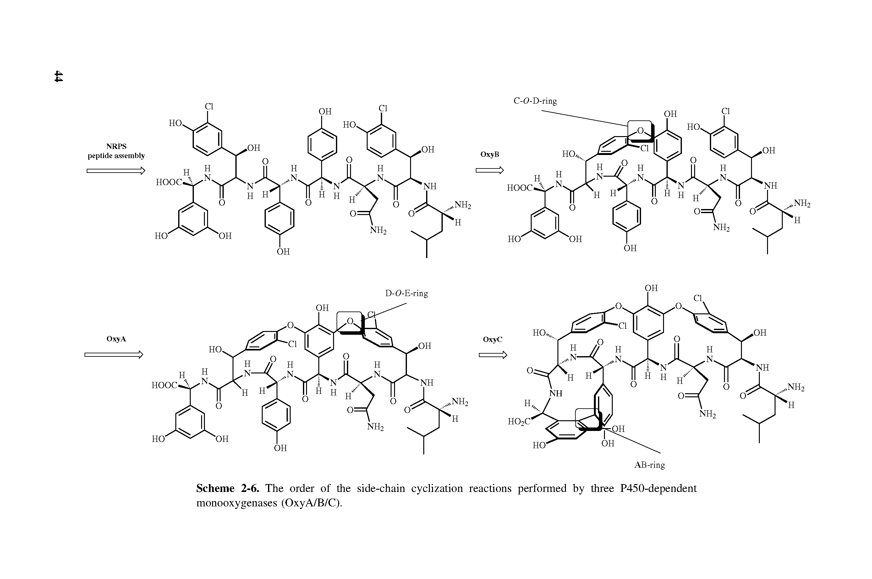 Scheme 2-6. The order of the side-chain cyclization reactions performed by three P450-dependent monooxygenases (OxyA/B/C).