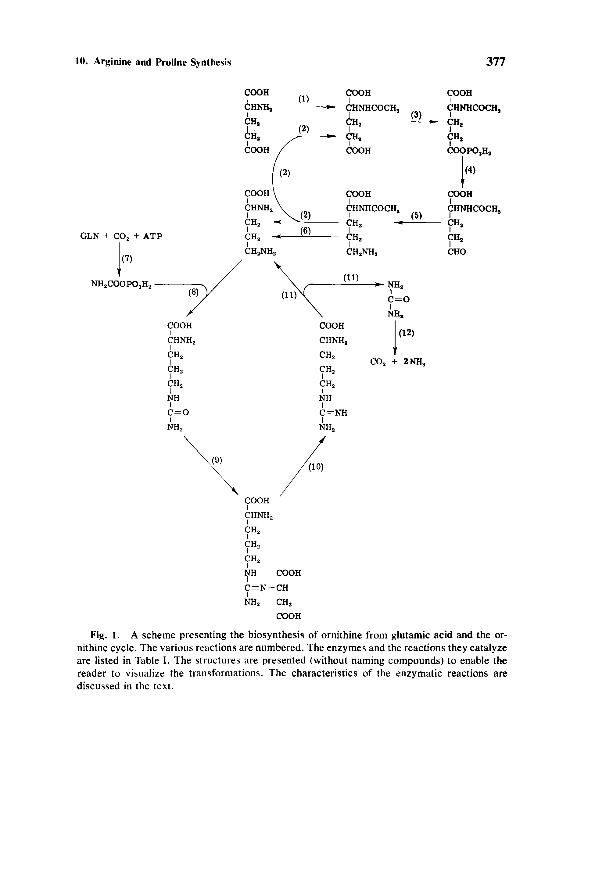 Fig. I. A scheme presenting the biosynthesis of ornithine from glutamic acid and the ornithine cycle. The various reactions are numbered. The enzymes and the reactions they catalyze are listed in Table I. The structures are presented (without naming compounds) to enable the reader to visualize the transformations. The characteristics of the enzymatic reactions are discussed in the text.