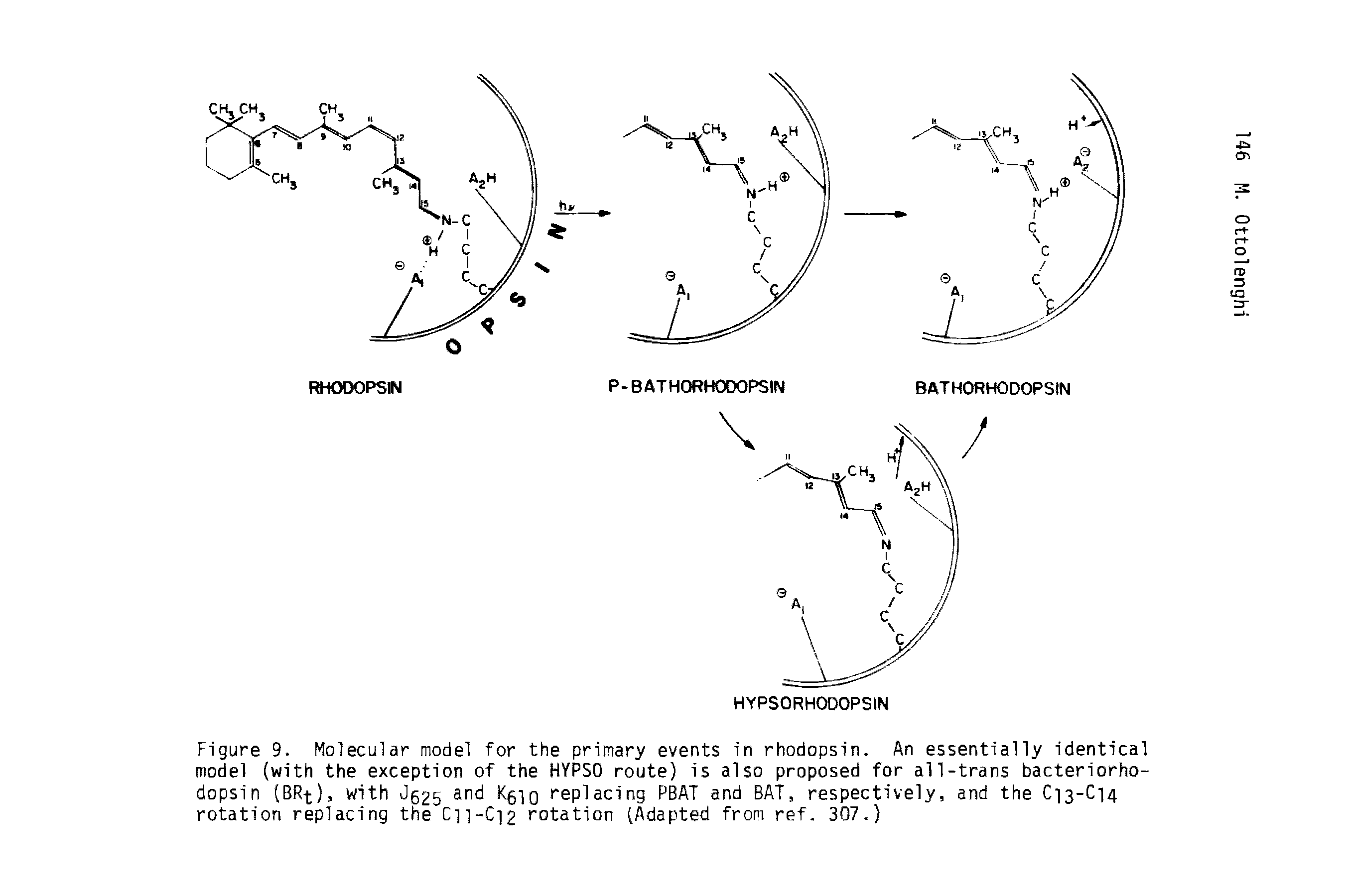 Figure 9. Molecular model for the primary events in rhodopsin. An essentially identical model (with the exception of the HYPSO route) is also proposed for all-trans bacteriorho-dopsin (BR-t), with anci Kfilo replacing PBAT and BAT, respectively, and the C13-C14 rotation replacing the Cn-Ci2 rotation (Adapted from ref. 307.)...