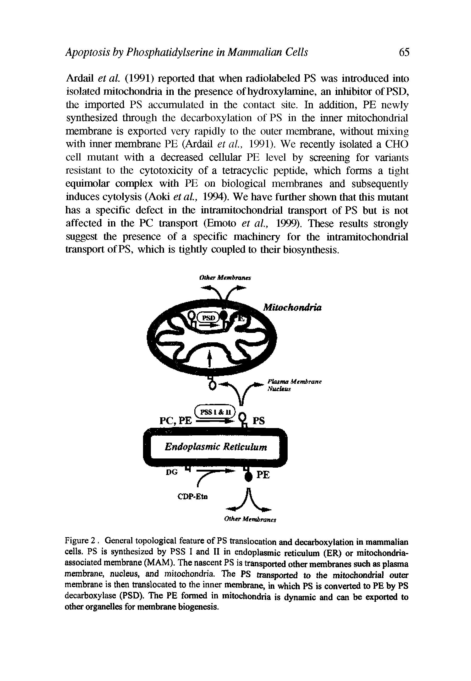 Figure 2. General topological feature of PS translocation and decarboxylation in mammalian cells. PS is synthesized by PSS I and II in endoplasmic reticulum (ER) or mitochondria-associated membrane (MAM). The nascent PS is transported other membranes such as plasma membrane, nucleus, and mitochondria. The PS transported to the mitochondrial outer membrane is then translocated to the inner membrane, in which PS is converted to PE by PS decarboxylase (PSD). The PE formed in mitochondria is dynamic and can be exported to other organelles for membrane biogenesis.