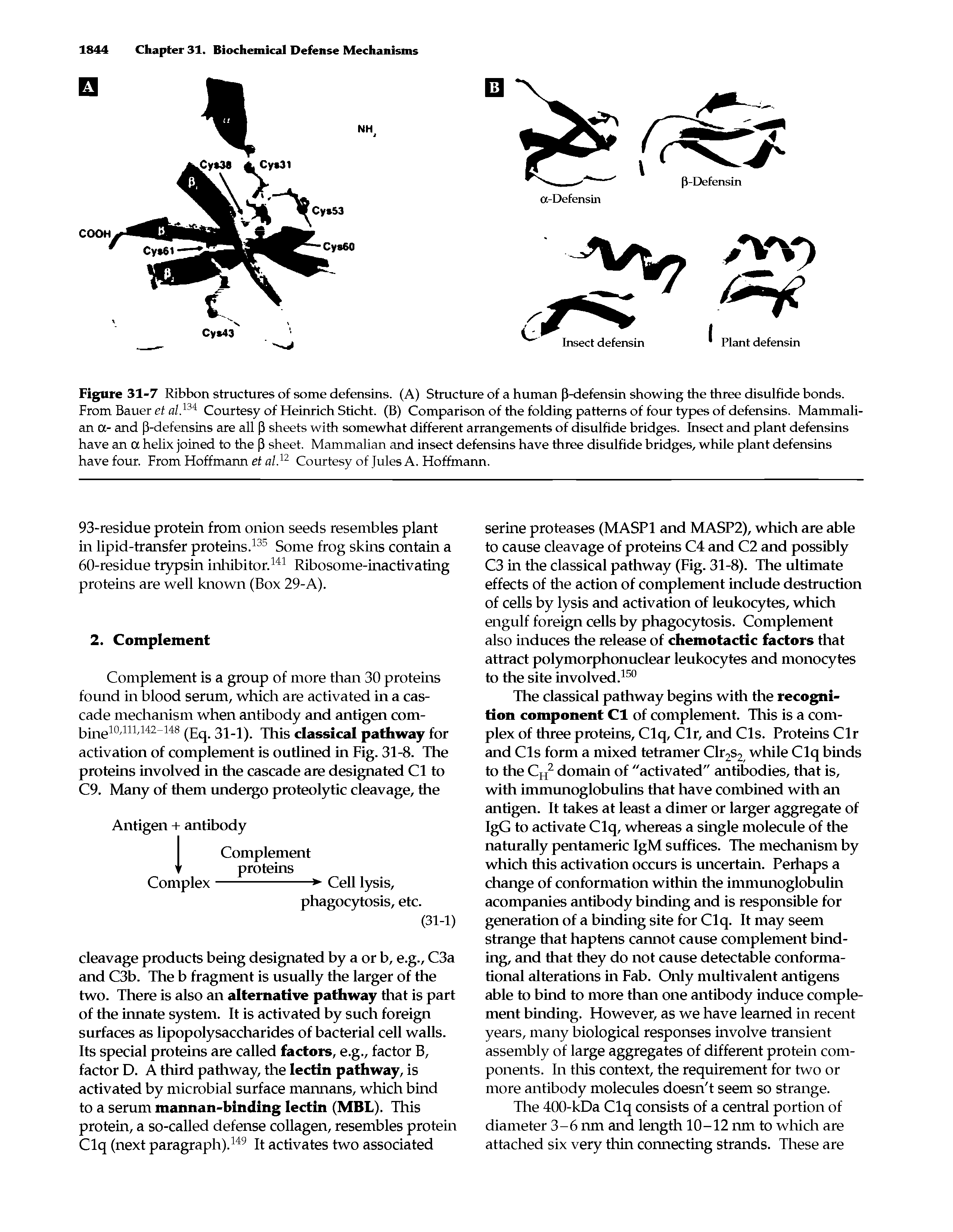 Figure 31-7 Ribbon structures of some defensins. (A) Structure of a human fl-defensin showing the three disulfide bonds. From Bauer et al.134 Courtesy of Heinrich Sticht. (B) Comparison of the folding patterns of four types of defensins. Mammalian a- and P-defensins are all P sheets with somewhat different arrangements of disulfide bridges. Insect and plant defensins have an a helix joined to the P sheet. Mammalian and insect defensins have three disulfide bridges, while plant defensins have four. From Hoffmann et al.12 Courtesy of Jules A. Hoffmann.