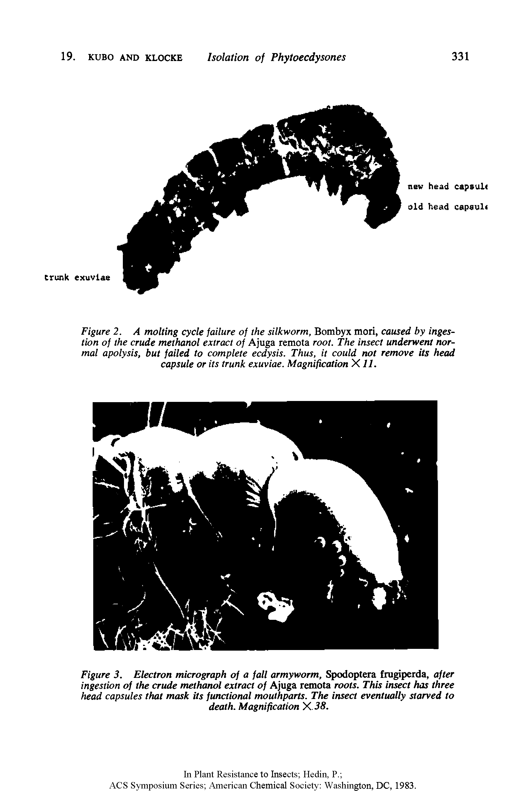 Figure 2. A molting cycle failure of the silkworm, Bombyx mori, caused by ingestion of the crude methanol extract of Ajuga remota root. The insect underwent normal apolysis, but failed to complete ecdysis. Thus, it could not remove its head capsule or its trunk exuviae. Magnification X11.