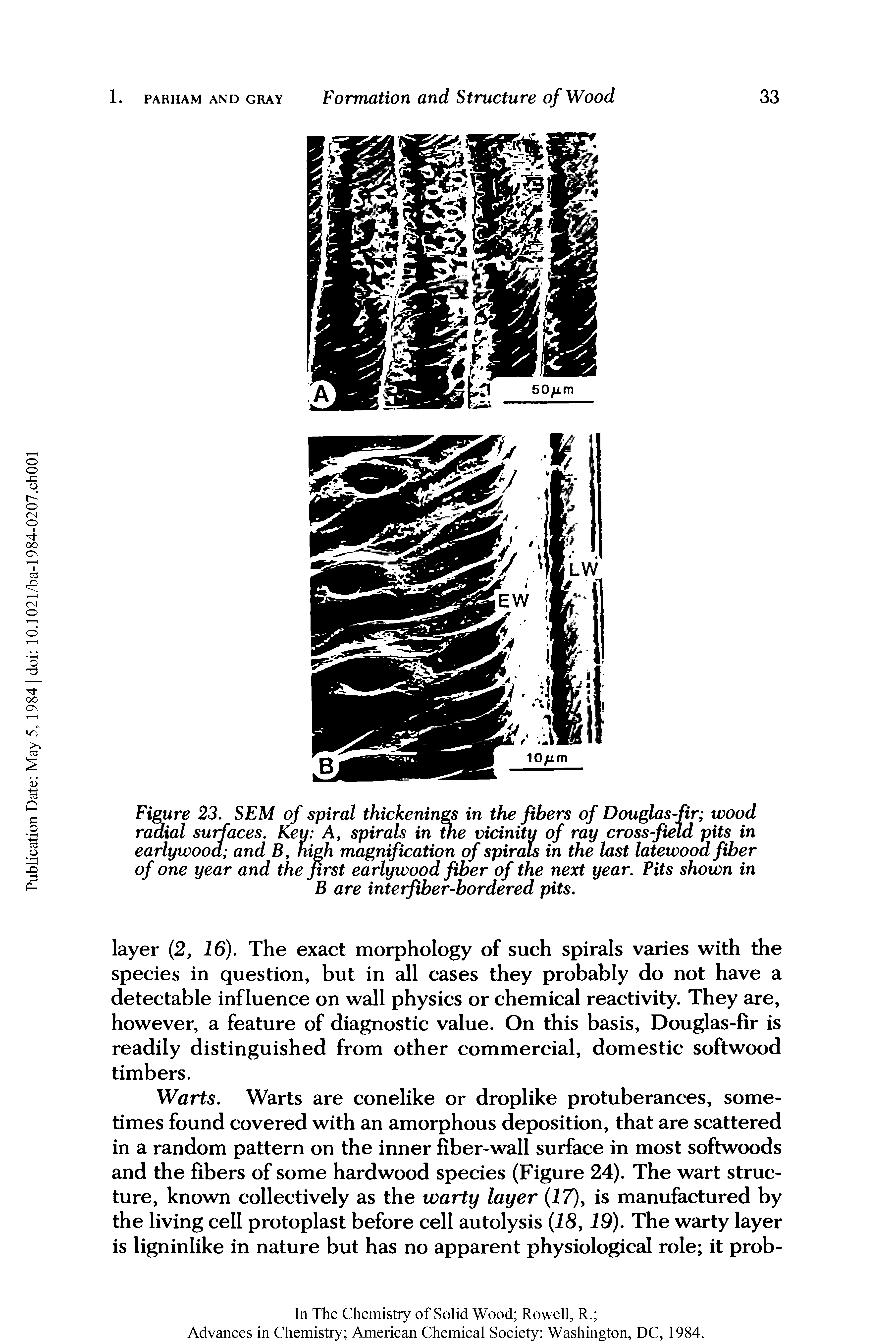 Figure 23. SEM of spiral thickenings in the fibers of Douglas-fir wood radial surfaces. Key A, spirals in the vicinity of ray cross-field pits in early wood and B, nigh magnification of spirals in the last latewood fiber of one year and the first earlywood fiber of the next year. Pits shown in B are interfiber-bordered pits.
