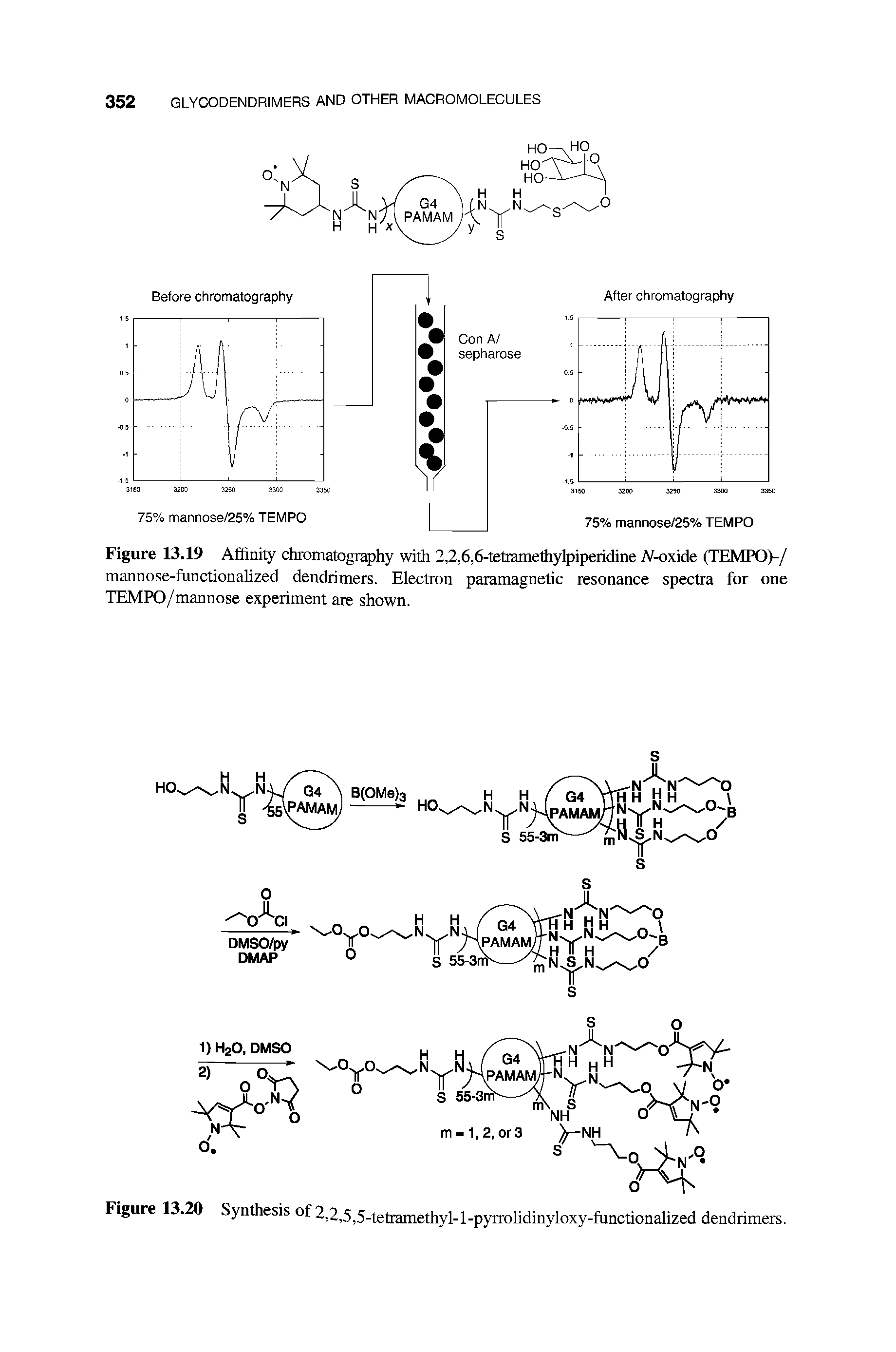 Figure 13.19 Affinity chromatography with 2,2,6,6-tetiamethylpiperidine A-oxide (TEMPO)-/ mannose-functionalized dendrimers. Electron paramagnetic resonance spectra for one TEMPO/mannose experiment are shown.
