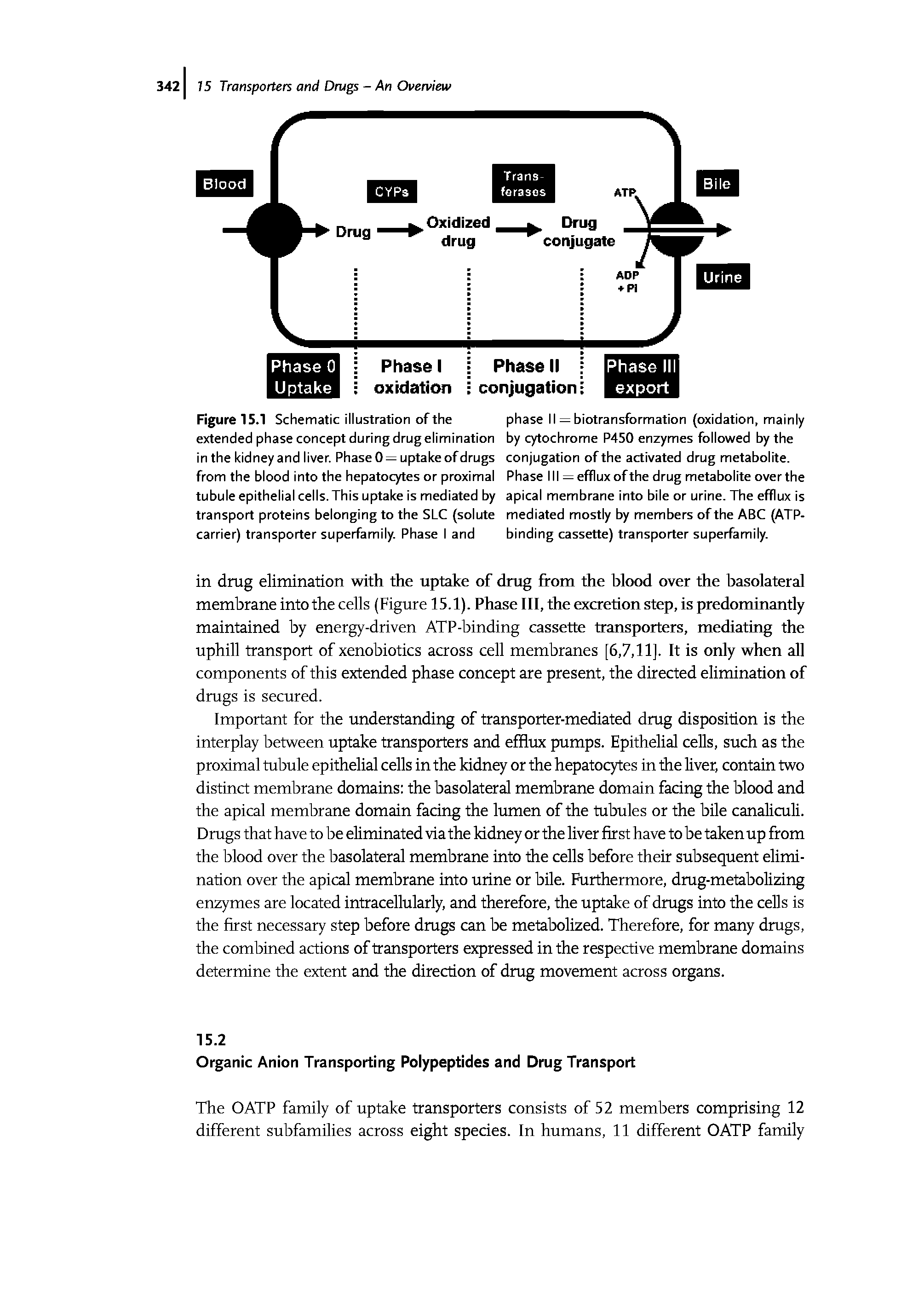 Figure 15.1 Schematic illustration of the extended phase concept during drug elimination in the kidney and liver. Phase 0 = uptake of drugs from the blood into the hepatocytes or proximal tubule epithelial cells. This uptake is mediated by transport proteins belonging to the SLC (solute carrier) transporter superfamily. Phase I and...