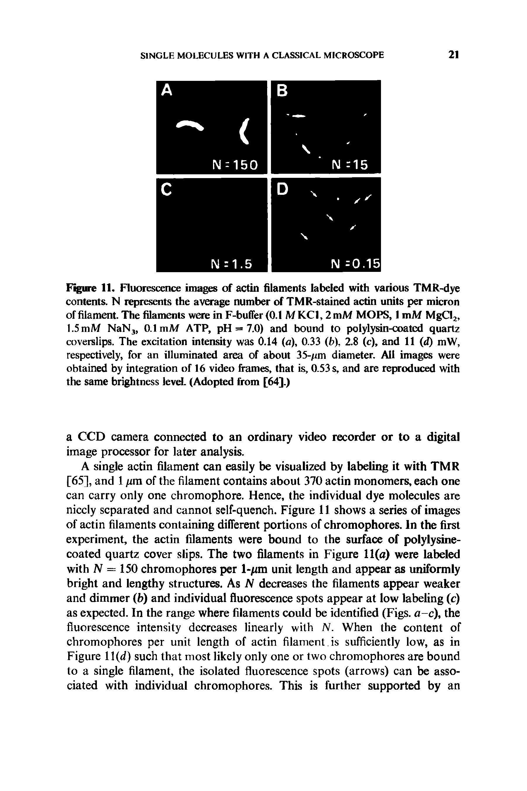 Figure 11. Fluorescence images of actin filaments labeled with various TMR-dye contents. N represents the average number of TMR-stained actin units per micron of filament. The filaments were in F-buffer (0.1 M KC1,2 mM MOPS, 1 mM MgCl2, 1.5 mM NaN3, 0.1 mM ATP, pH = 7.0) and bound to polylysin-coatcd quartz coverslips. The excitation intensity was 0.14 (a), 0.33 (b). 2.8 (c), and 11 (d) mW, respectively, for an illuminated area of about 35-/mi diameter. All images were obtained by integration of 16 video frames, that is, 0.53 s, and are reproduced with the same brightness level. (Adopted from [64].)...