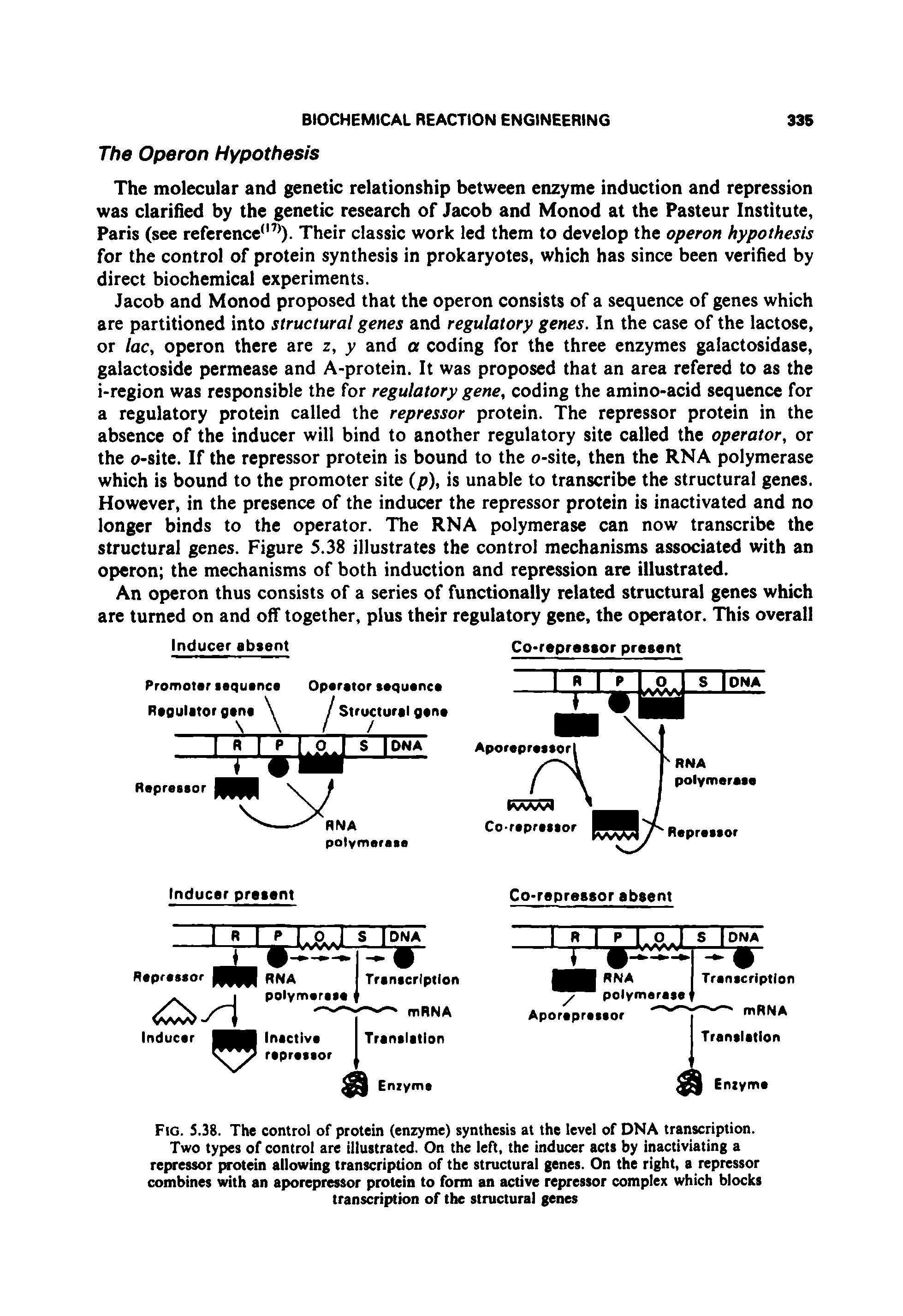 Fig. 5.38. The control of protein (enzyme) synthesis at the level of DNA transcription.