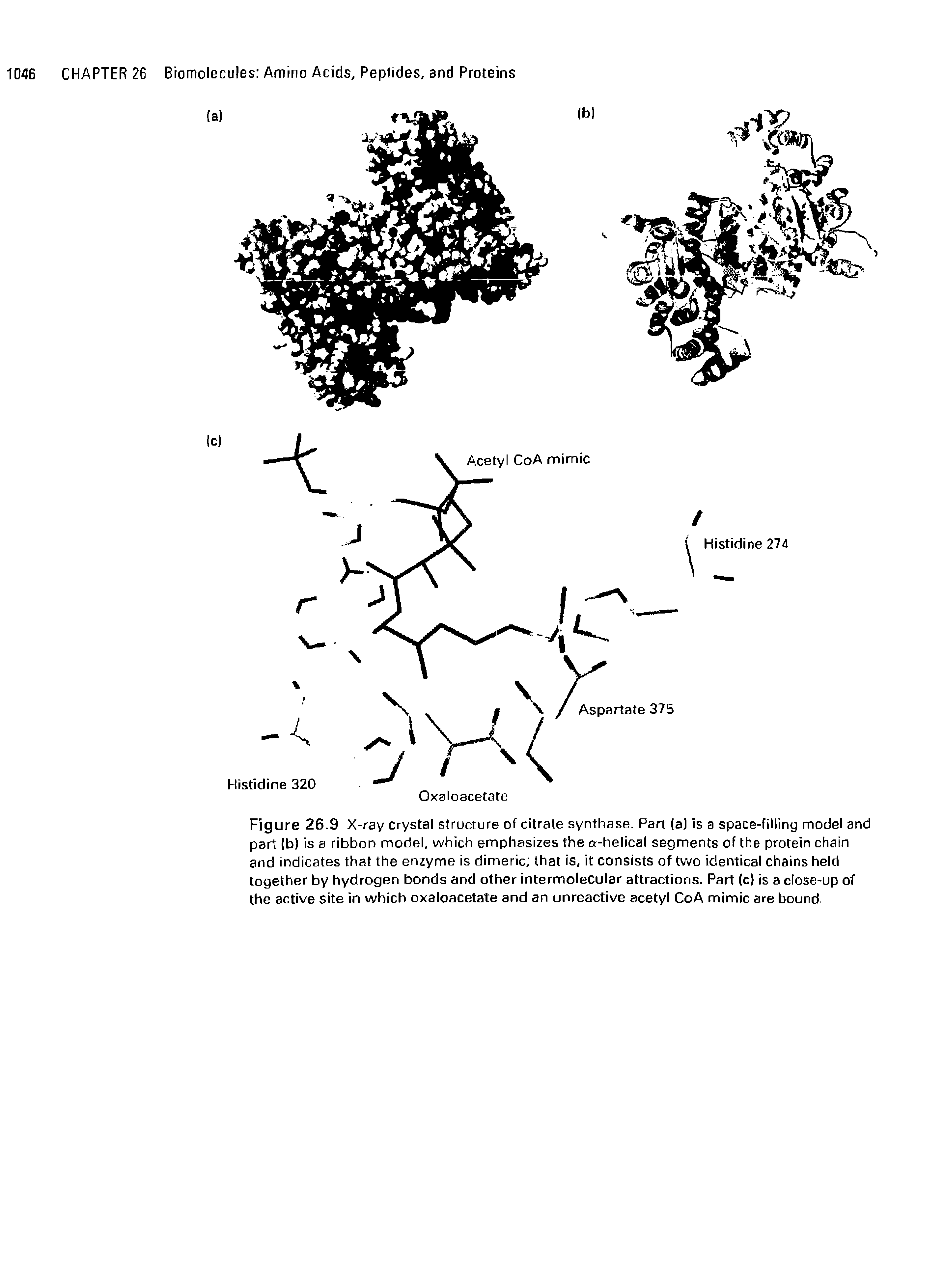 Figure 26.9 X-ray crystal structure of citrate synthase. Part (a) is a space-filling model and part (b) is a ribbon model, which emphasizes the a-helical segments of the protein chain and indicates that the enzyme is dimeric that is, it consists of two identical chains held together by hydrogen bonds and other intermolecular attractions. Part (cl is a close-up of the active site in which oxaloacetate and an unreactive acetyl CoA mimic are bound.