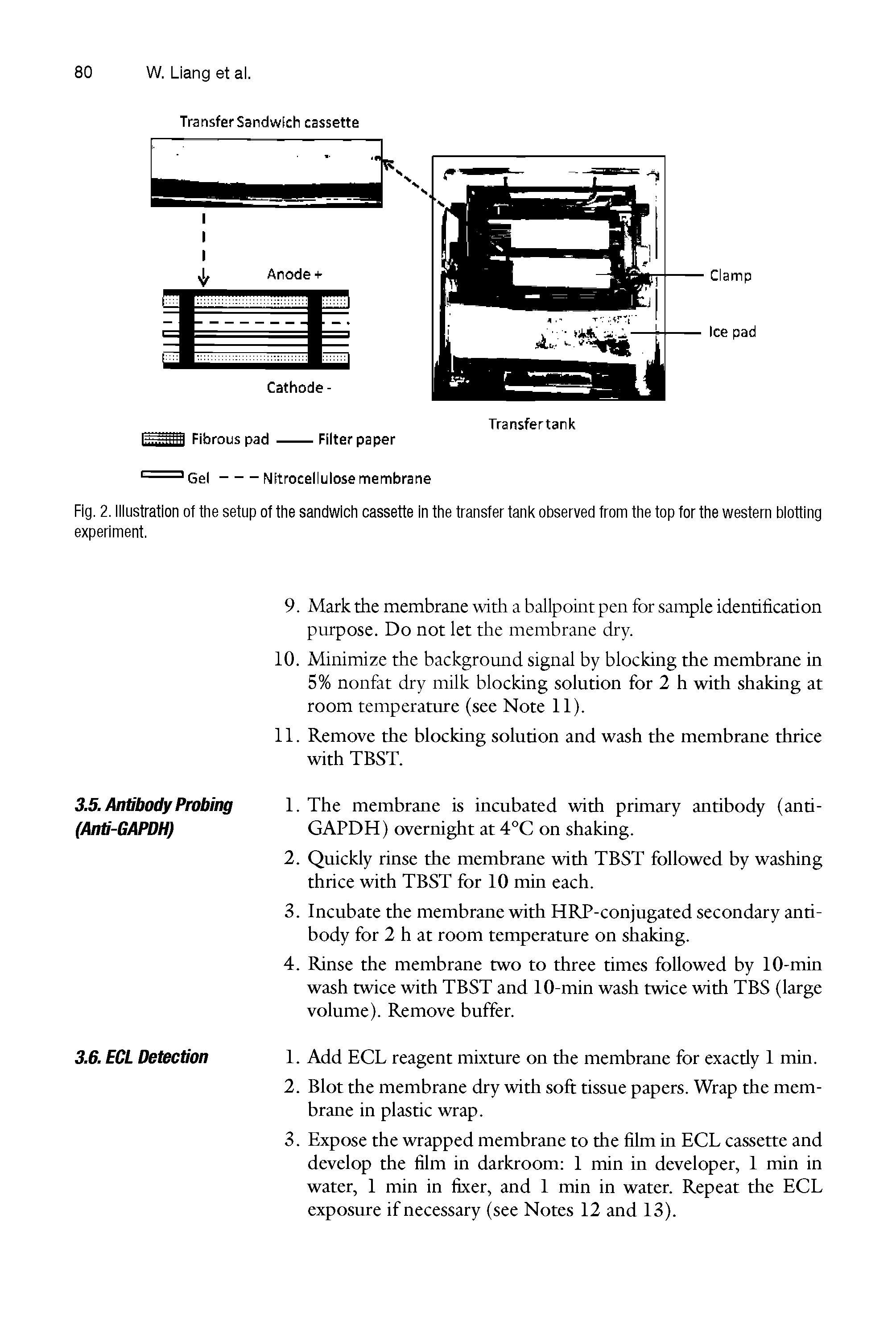 Fig. 2. Illustration of the setup of the sandwich cassette in the transfer tank observed from the top for the western blotting experiment.