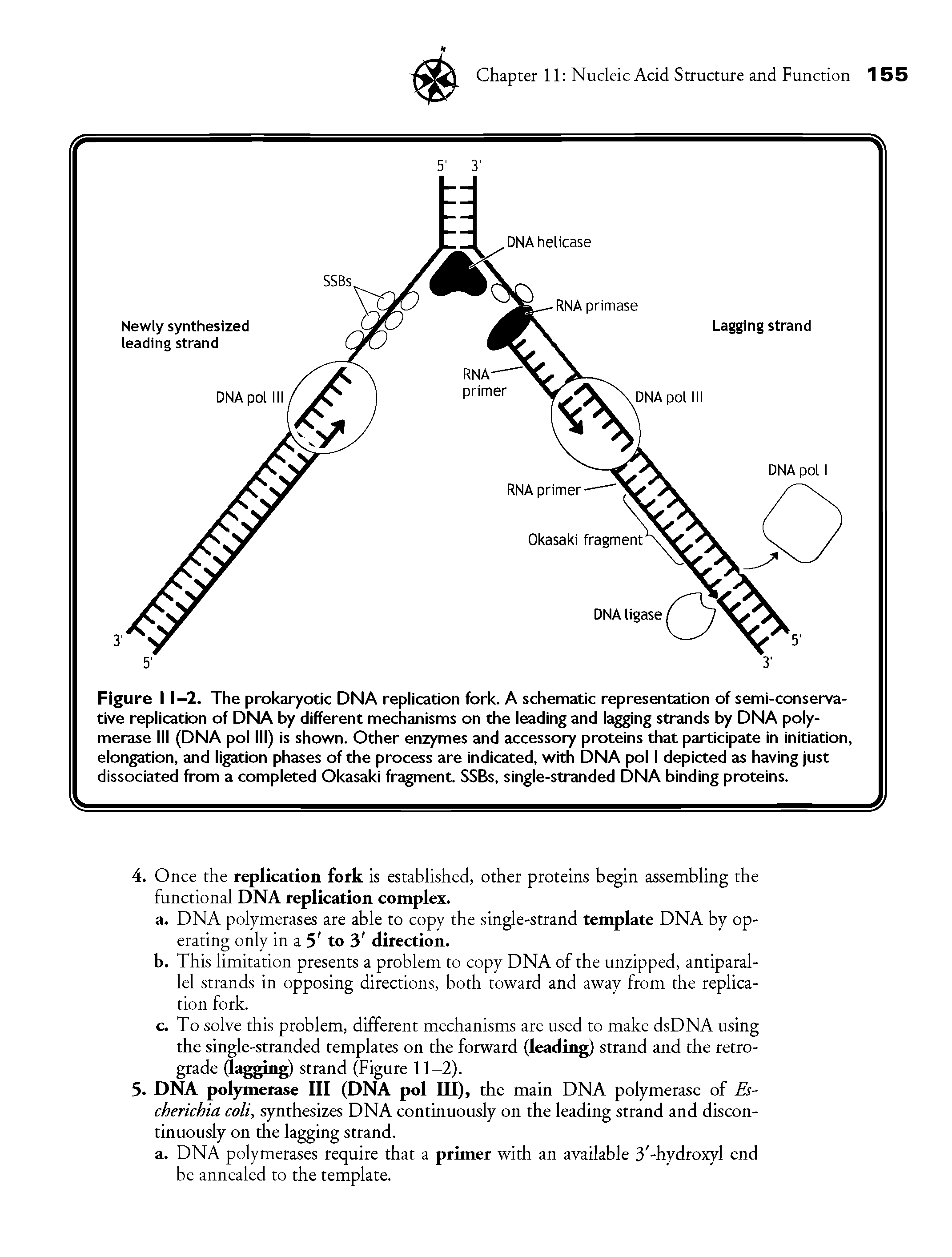 Figure 11-2. The prokaryotic DNA replication fork. A schematic representation of semi-conservative replication of DNA by different mechanisms on the leading and lagging strands by DNA polymerase III (DNA pol III) is shown. Other enzymes and accessory proteins that participate in initiation, elongation, and ligation phases of the process are indicated, with DNA pol I depicted as having just dissociated from a completed Okasaki fragment. SSBs, single-stranded DNA binding proteins.