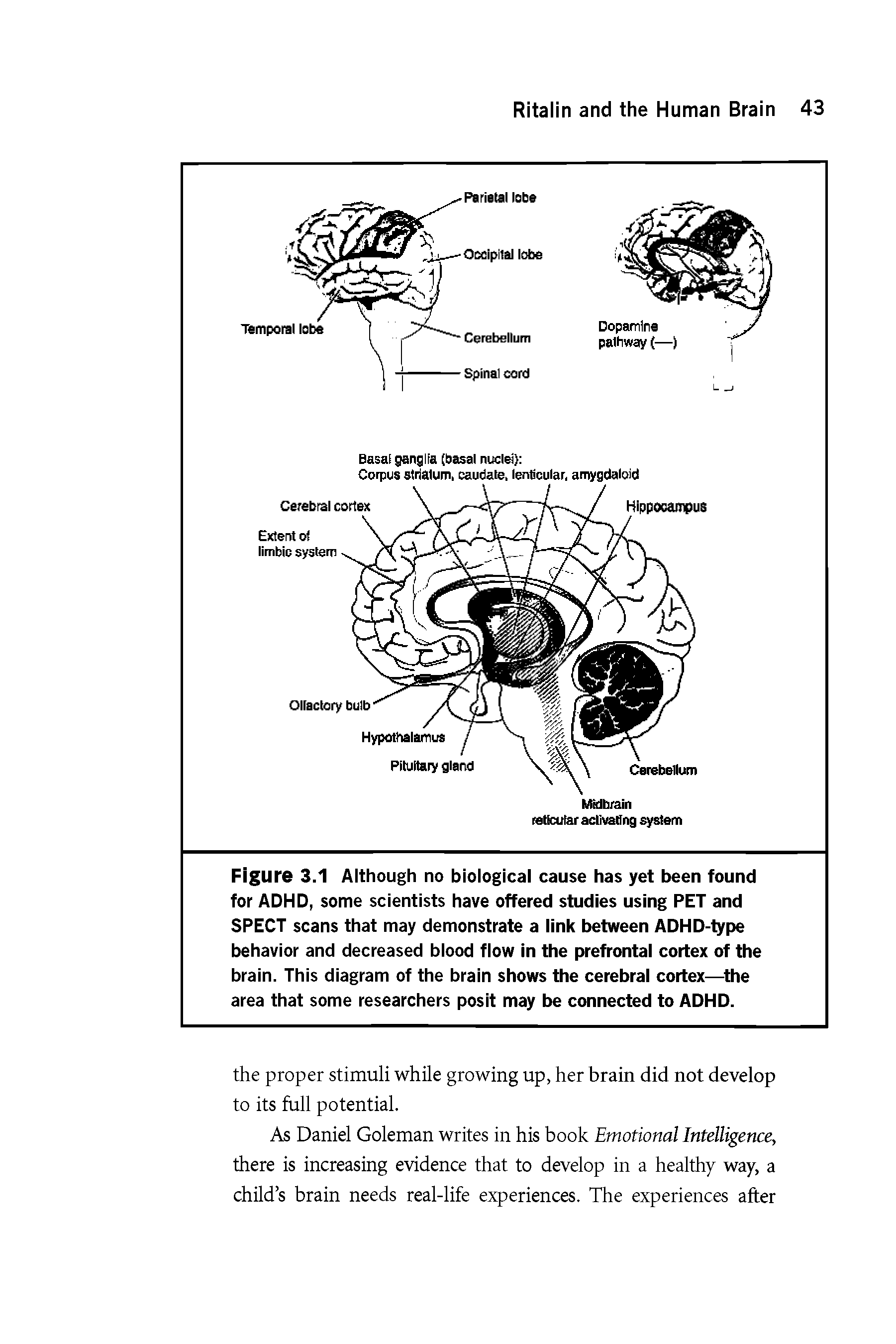 Figure 3.1 Although no biological cause has yet been found for ADHD, some scientists have offered studies using PET and SPECT scans that may demonstrate a link between ADHD-type behavior and decreased blood flow in the prefrontal cortex of the brain. This diagram of the brain shows the cerebral cortex—the area that some researchers posit may be connected to ADHD.