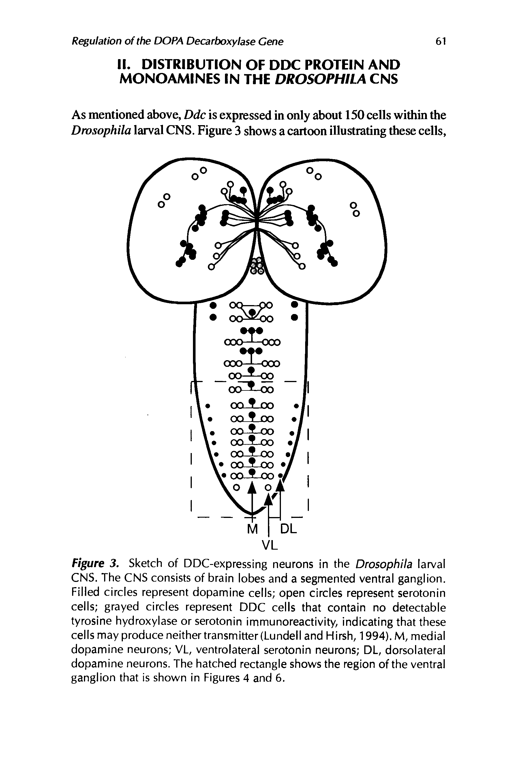 Figure 3. Sketch of DDC-expressing neurons in the Drosophila larval CNS. The CNS consists of brain lobes and a segmented ventral ganglion. Filled circles represent dopamine cells open circles represent serotonin cells grayed circles represent DDC cells that contain no detectable tyrosine hydroxylase or serotonin immunoreactivity, indicating that these cells may produce neither transmitter (Lundell and Hirsh, 1994). M, medial dopamine neurons VL, ventrolateral serotonin neurons DL, dorsolateral dopamine neurons. The hatched rectangle shows the region of the ventral ganglion that is shown in Figures 4 and 6.