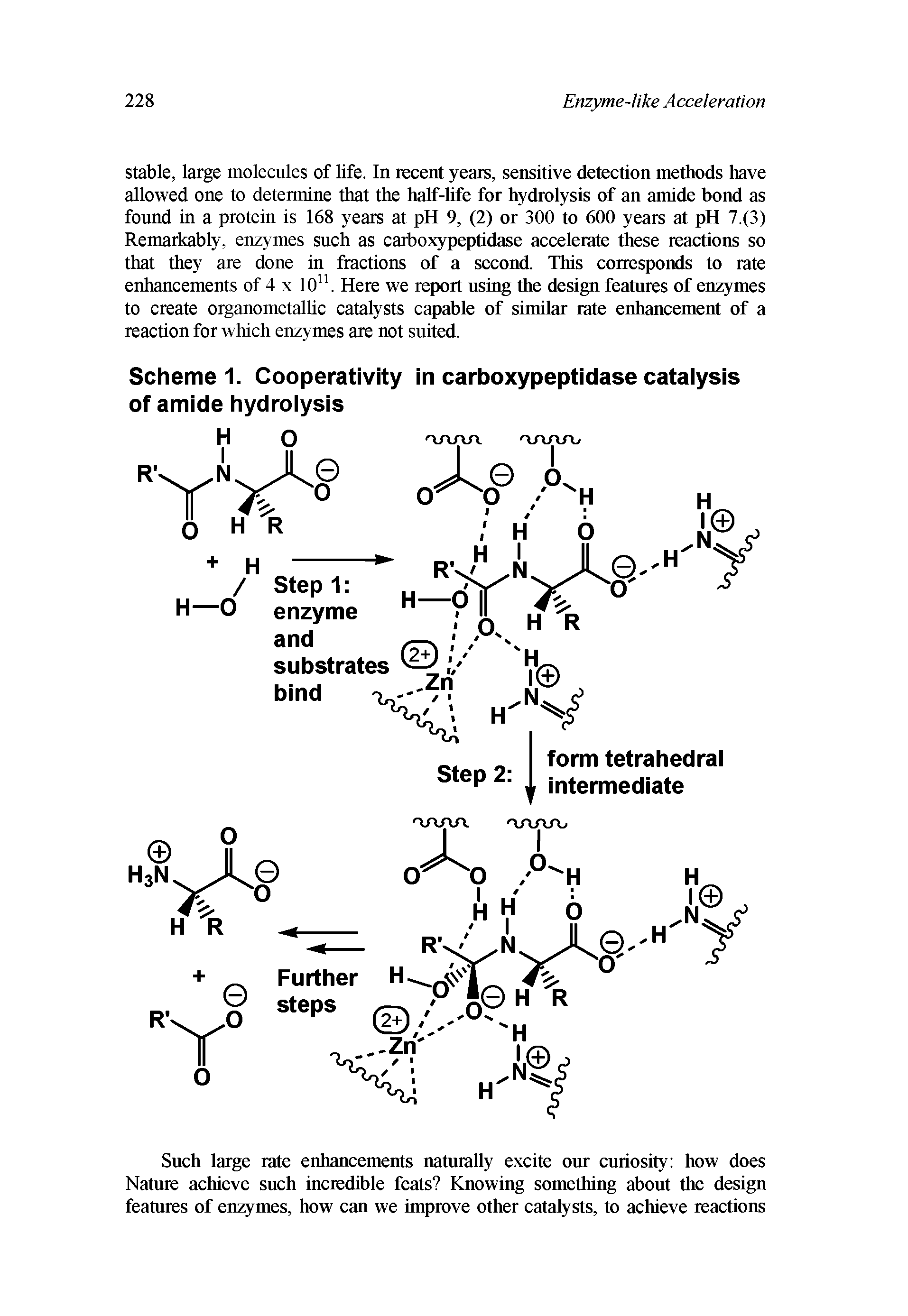 Scheme 1. Cooperativity in carboxypeptidase catalysis of amide hydrolysis...