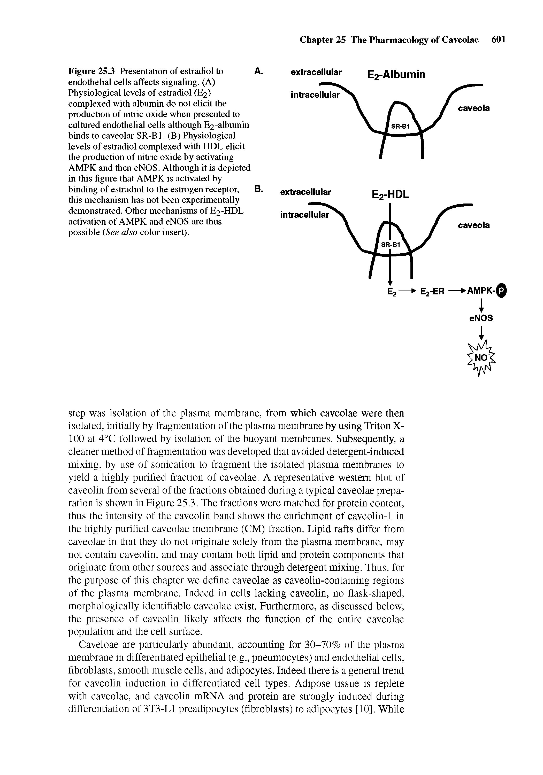Figure 25.3 Presentation of estradiol to A. endothelial cells affects signaling. (A) Physiological levels of estradiol (E2) complexed with albumin do not elicit the production of nitric oxide when presented to cultured endothelial cells although E2-albumin binds to caveolar SR-B1. (B) Physiological levels of estradiol complexed with HDL elicit the production of nitric oxide by activating AMPK and then eNOS. Although it is depicted in this figure that AMPK is activated by binding of estradiol to the estrogen receptor, B. this mechanism has not been experimentally demonstrated. Other mechanisms of E2-HDL activation of AMPK and eNOS are thus possible (See also color insert).