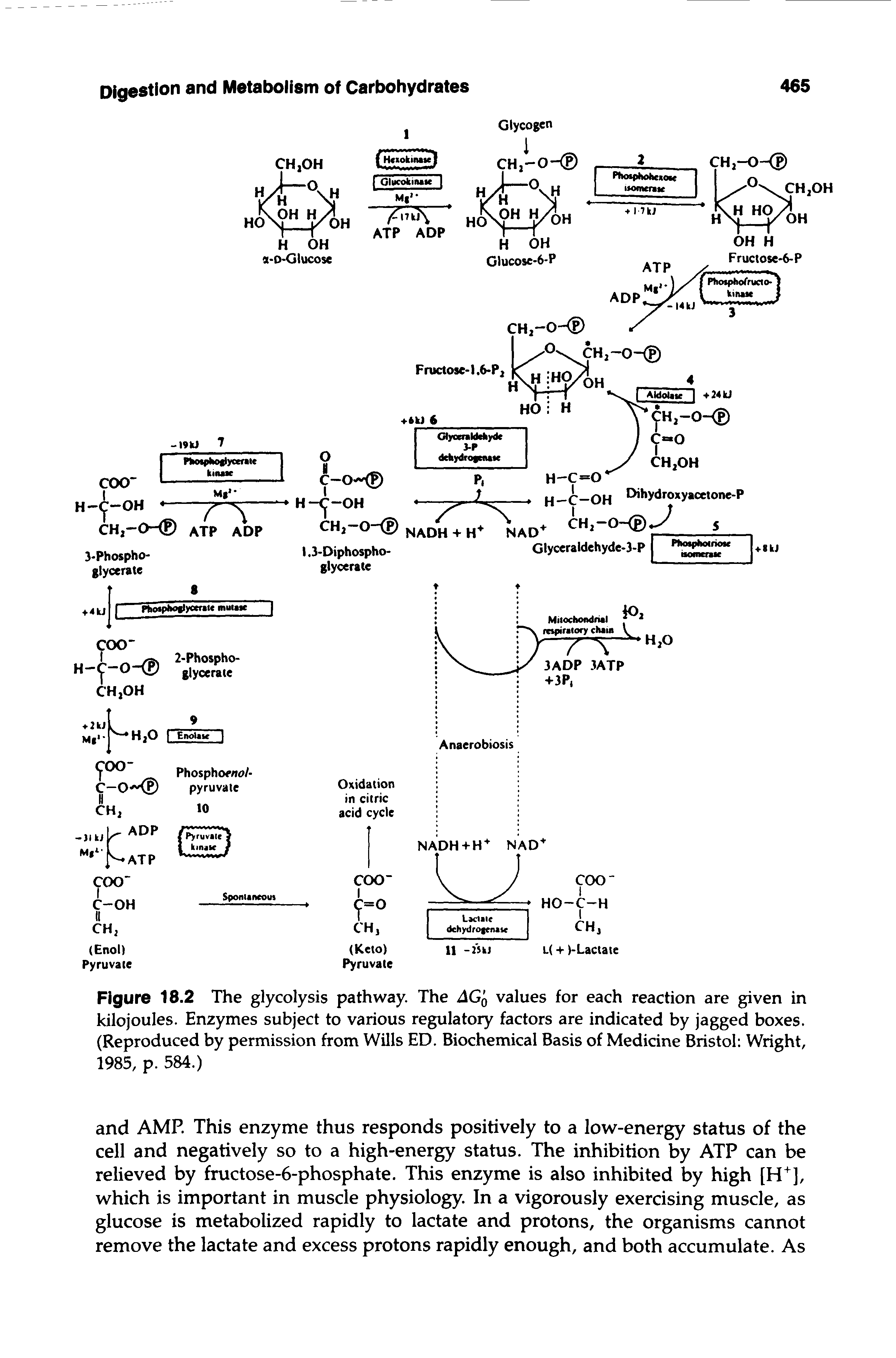Figure 18.2 The glycolysis pathway. The AGq values for each reaction are given in kilojoules. Enzymes subject to various regulatory factors are indicated by jagged boxes. (Reproduced by permission from Wills ED. Biochemical Basis of Medicine Bristol Wright, 1985, p. 584.)...