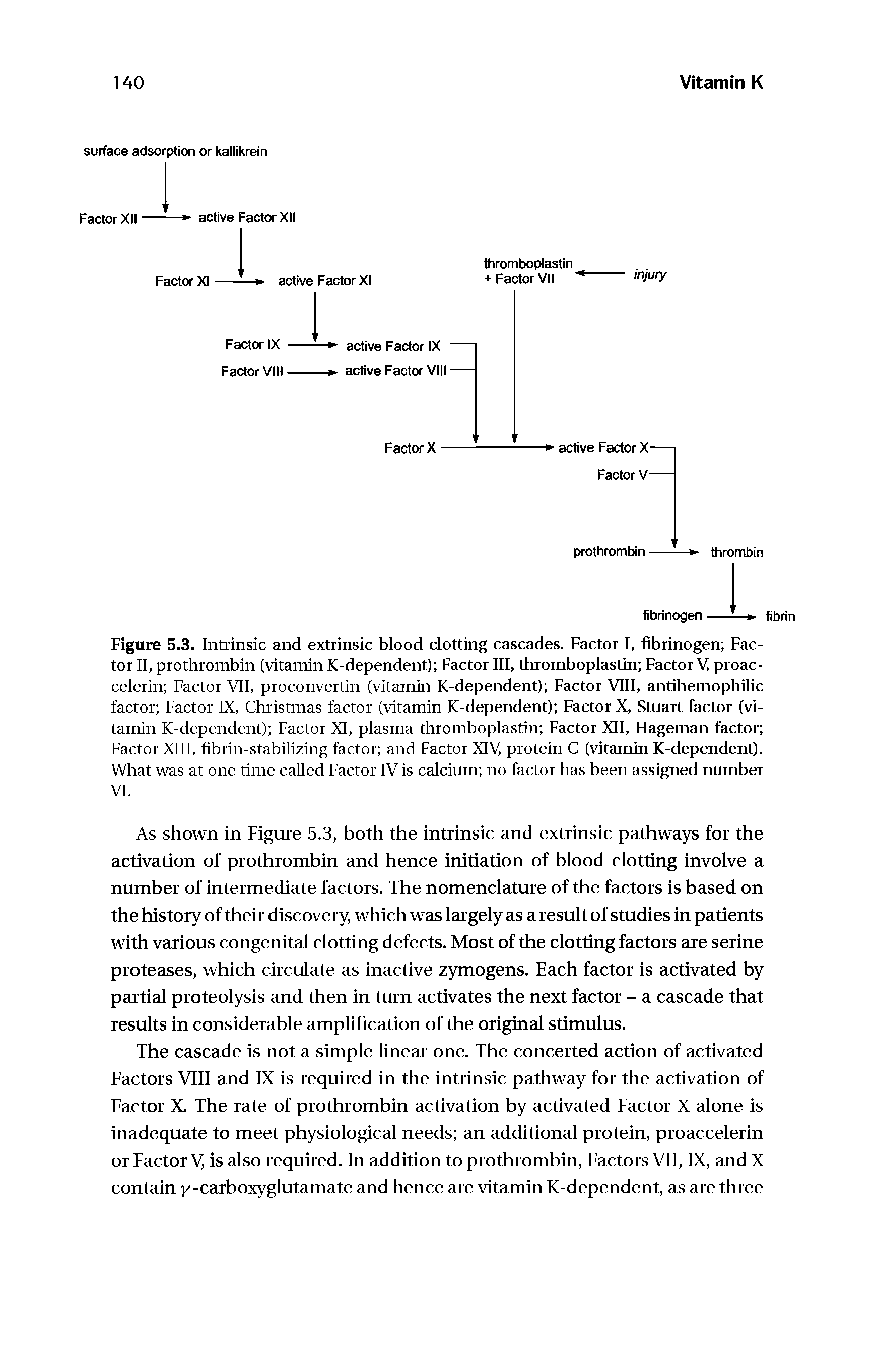 Figure 5.3. Intrinsic and extrinsic blood clotting cascades. Factor I, fibrinogen Factor II, prothrombin (vitamin K-dependent) Factor HI, thromboplastin Factor V, proac-celerin Factor VII, proconvertin (vitamin K-dependent) Factor VIII, antihemophilic factor Factor IX, Christmas factor (vitamin K-dependent) Factor X, Stuart factor (vitamin K-dependent) Factor XI, plasma thromboplastin Factor XII, Hageman factor Factor XIII, fibrin-stabilizing factor and Factor XIV protein C (vitamin K-dependent). What was at one time called Factor IV is calcium no factor has been assigned number...