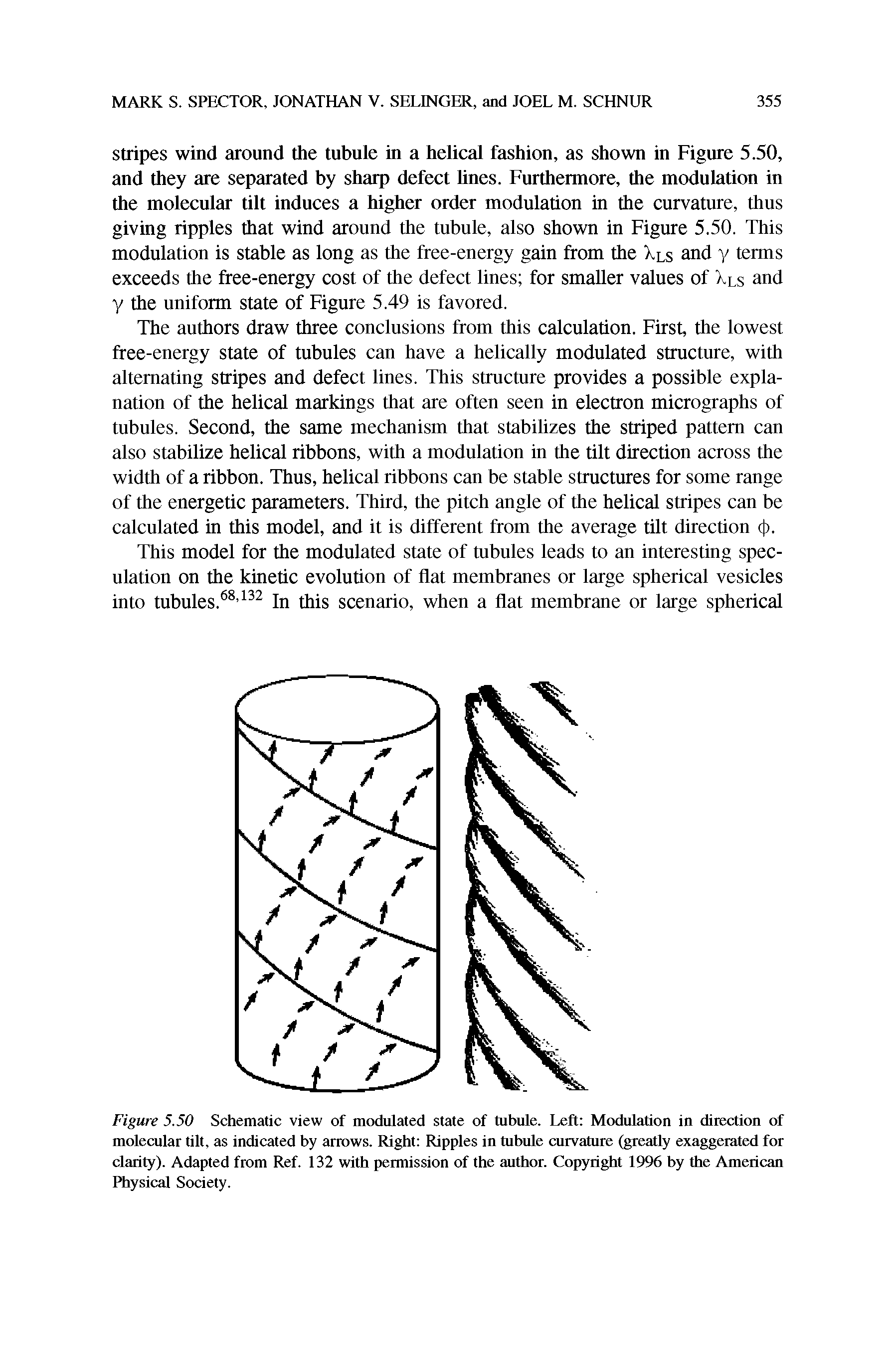Figure 5.50 Schematic view of modulated state of tubule. Left Modulation in direction of molecular tilt, as indicated by arrows. Right Ripples in tubule curvature (greatly exaggerated for clarity). Adapted from Ref. 132 with permission of the author. Copyright 1996 by the American Physical Society.