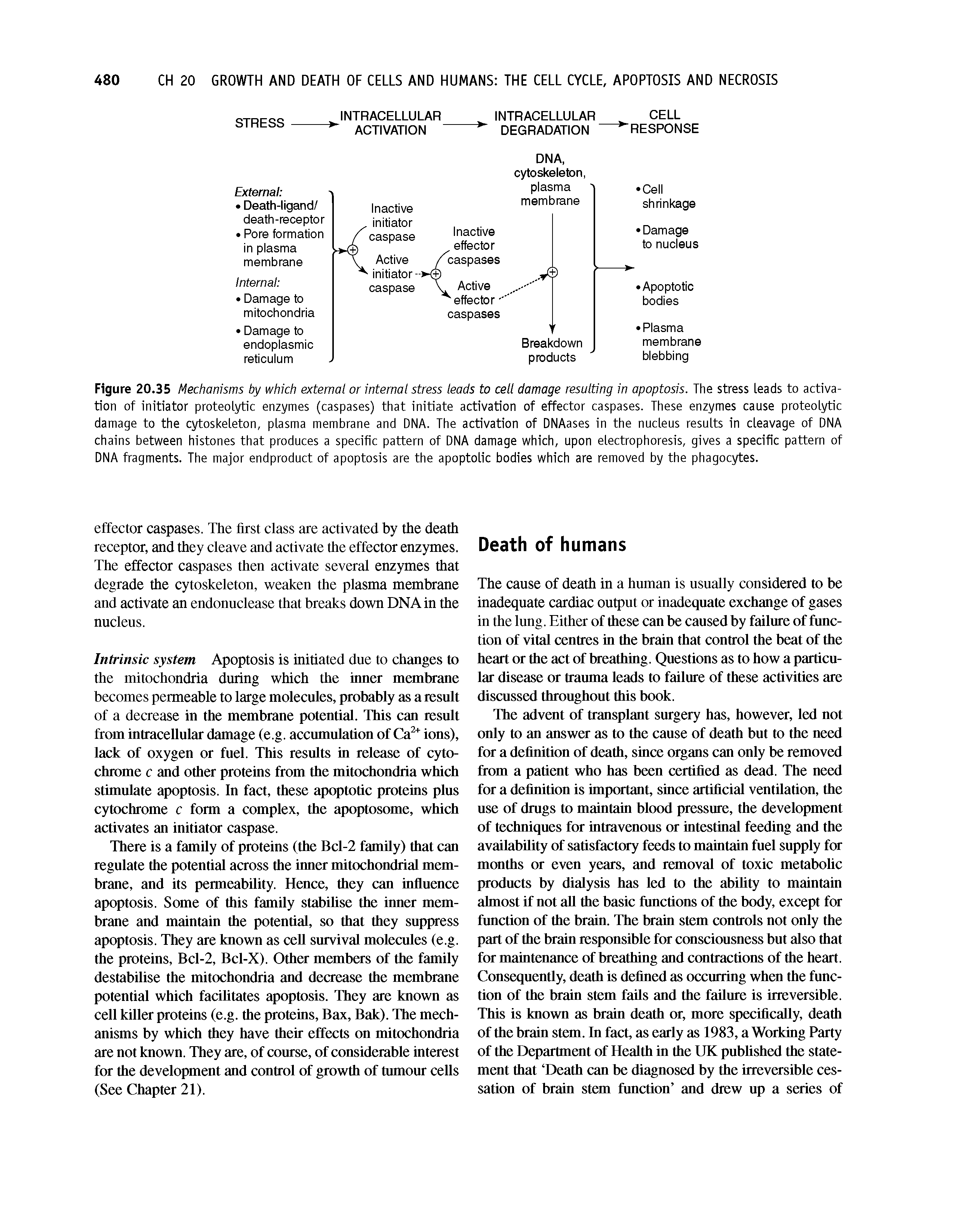 Figure 20.35 Mechanisms by which external or internal stress leads to cell damage resulting in apoptosis. The stress leads to activation of initiator proteolytic enzymes (caspases) that initiate activation of effector caspases. These enzymes cause proteolytic damage to the cytoskeleton, plasma membrane and DNA. The activation of DNAases in the nucleus results in cleavage of DNA chains between histones that produces a specific pattern of DNA damage which, upon electrophoresis, gives a specific pattern of DNA fragments. The major endproduct of apoptosis are the apoptolic bodies which are removed by the phagocytes.