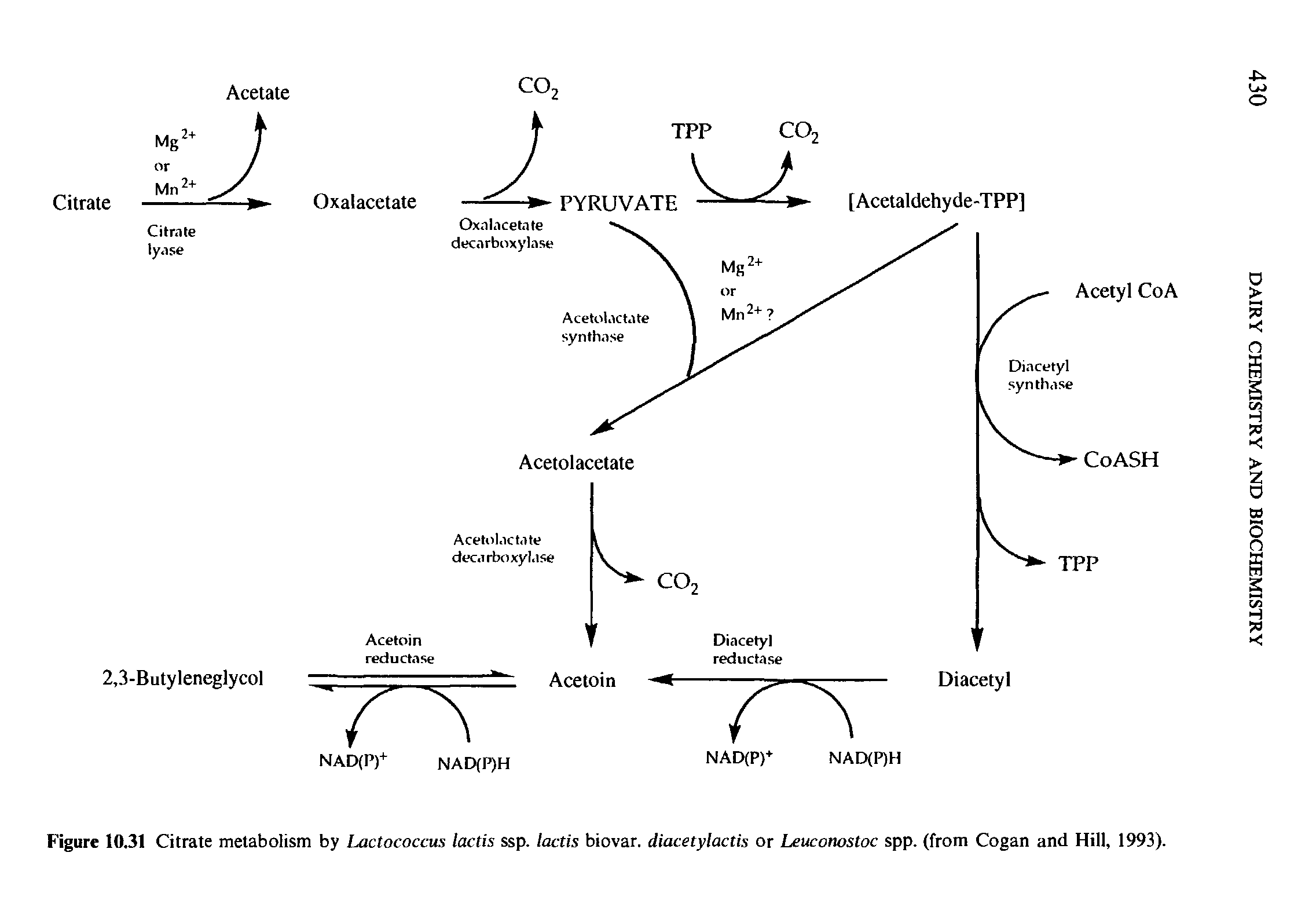 Figure 10.31 Citrate metabolism by Lactococcus lactis ssp. lactis biovar. diacetylactis or Leuconostoc spp. (from Cogan and Hill, 1993).