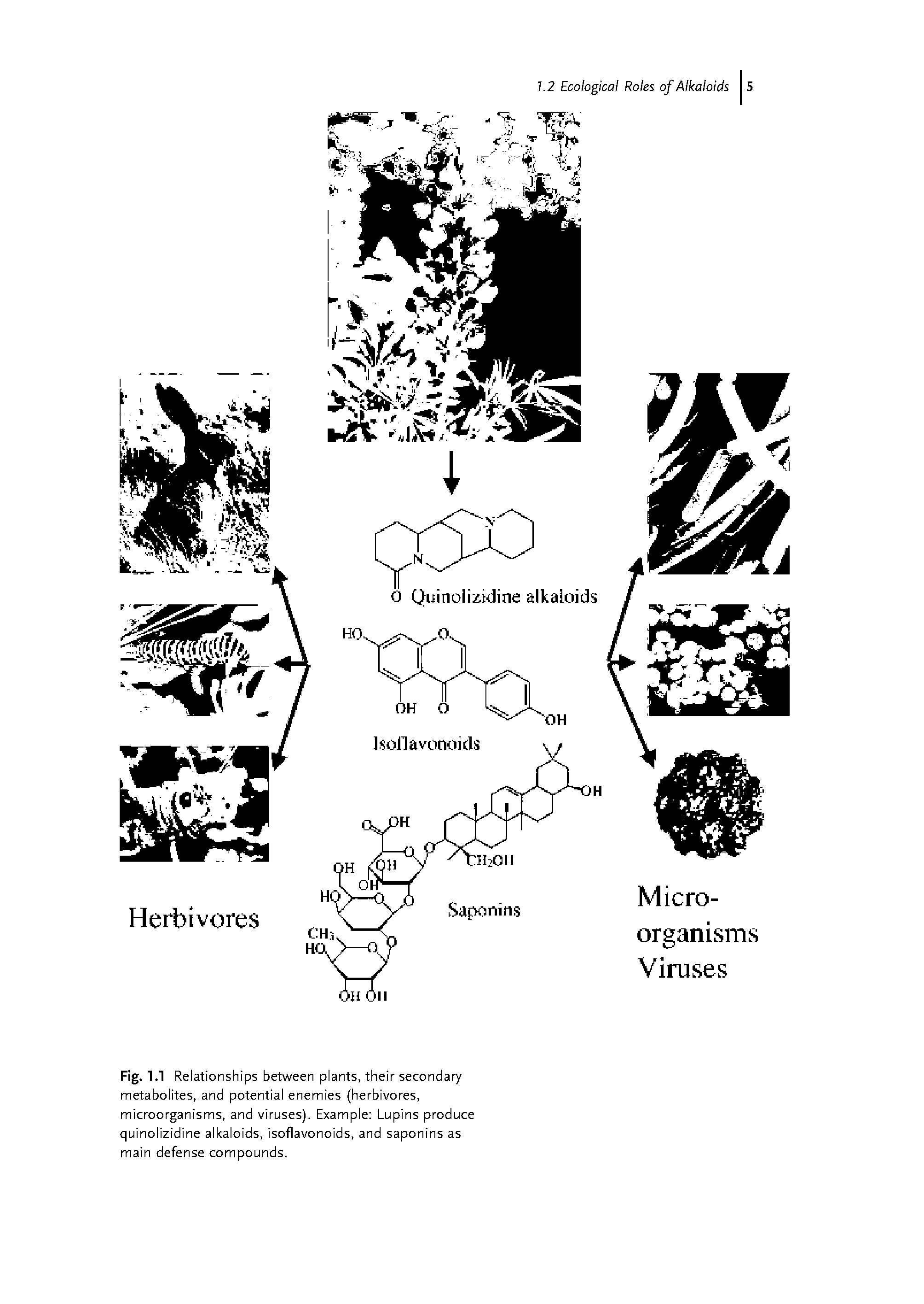 Fig. 1.1 Relationships between plants, their secondary metabolites, and potential enemies (herbivores, microorganisms, and viruses). Example Lupins produce quinolizidine alkaloids, isoflavonoids, and saponins as main defense compounds.