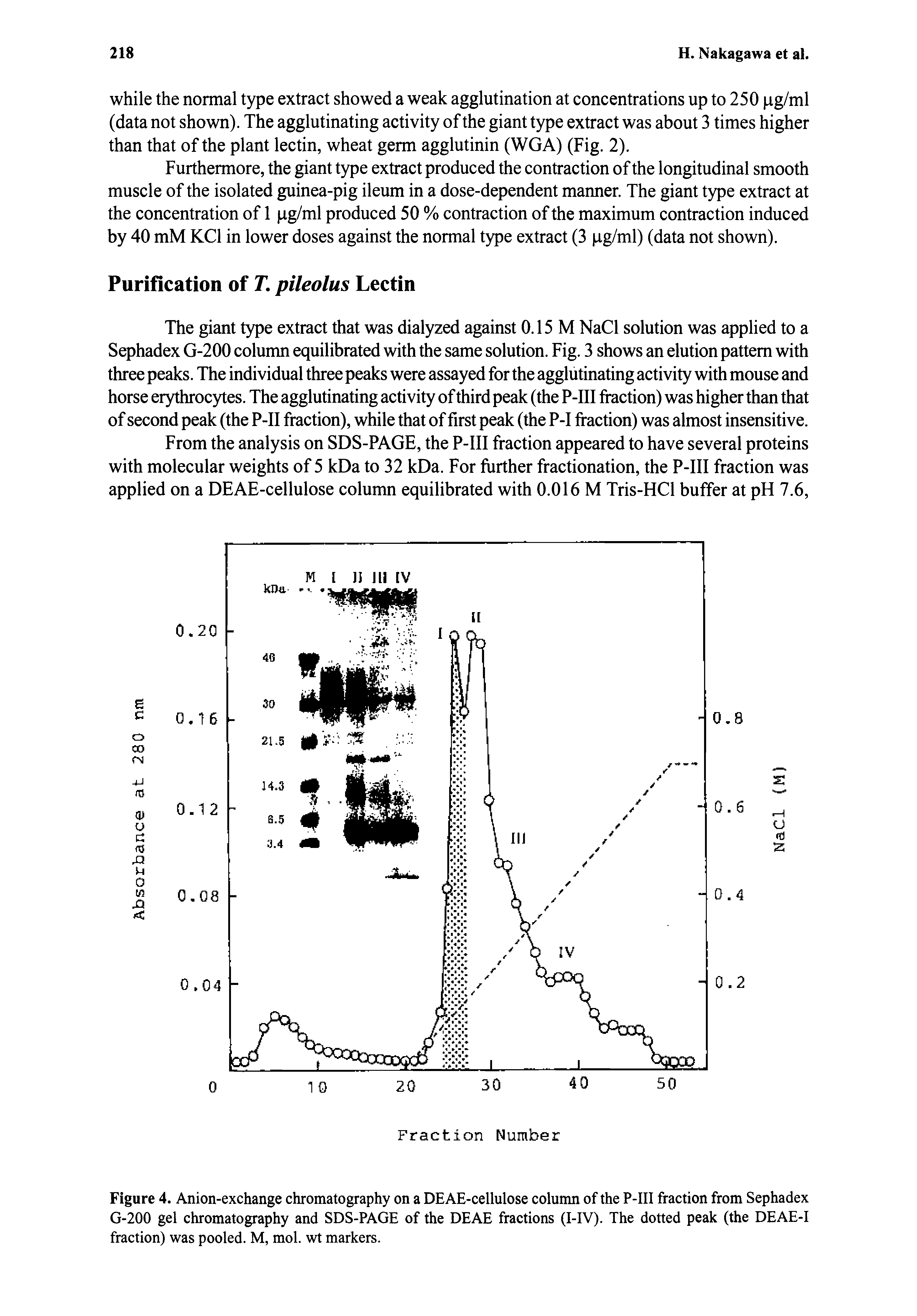 Figure 4. Anion-exchange chromatography on a DEAE-cellulose column of the P-III fraction from Sephadex G-200 gel chromatography and SDS-PAGE of the DEAE fractions (I-IV). The dotted peak (the DEAE-I fraction) was pooled. M, mol. wt markers.