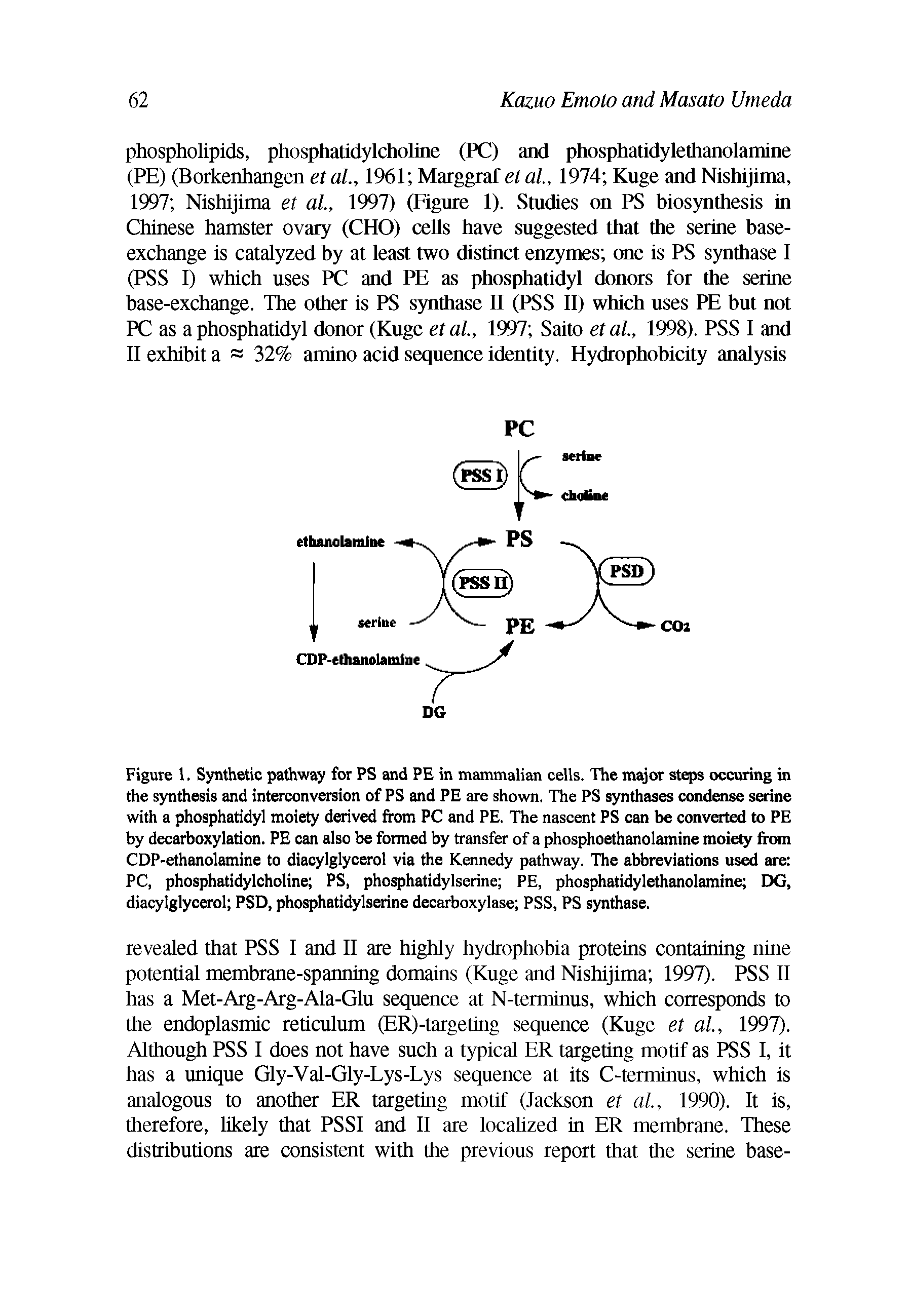 Figure 1. Synthetic pathway for PS and PE in mammalian cells. The major steps occuring in the synthesis and interconversion of PS and PE are shown. The PS synthases condense serine with a phosphatidyl moiety derived from PC and PE. The nascent PS can be converted to PE by decarboxylation. PE can also be formed by transfer of a phosphoethanolamine moiety from CDP-ethanolamine to diacylglycerol via the Kennedy pathway. The abbreviations used are PC, phosphatidylcholine PS, phosphatidylserine PE, phosphatidylethanolamine DG, diacylglycerol PSD, phosphatidylserine decarboxylase PSS, PS synthase.