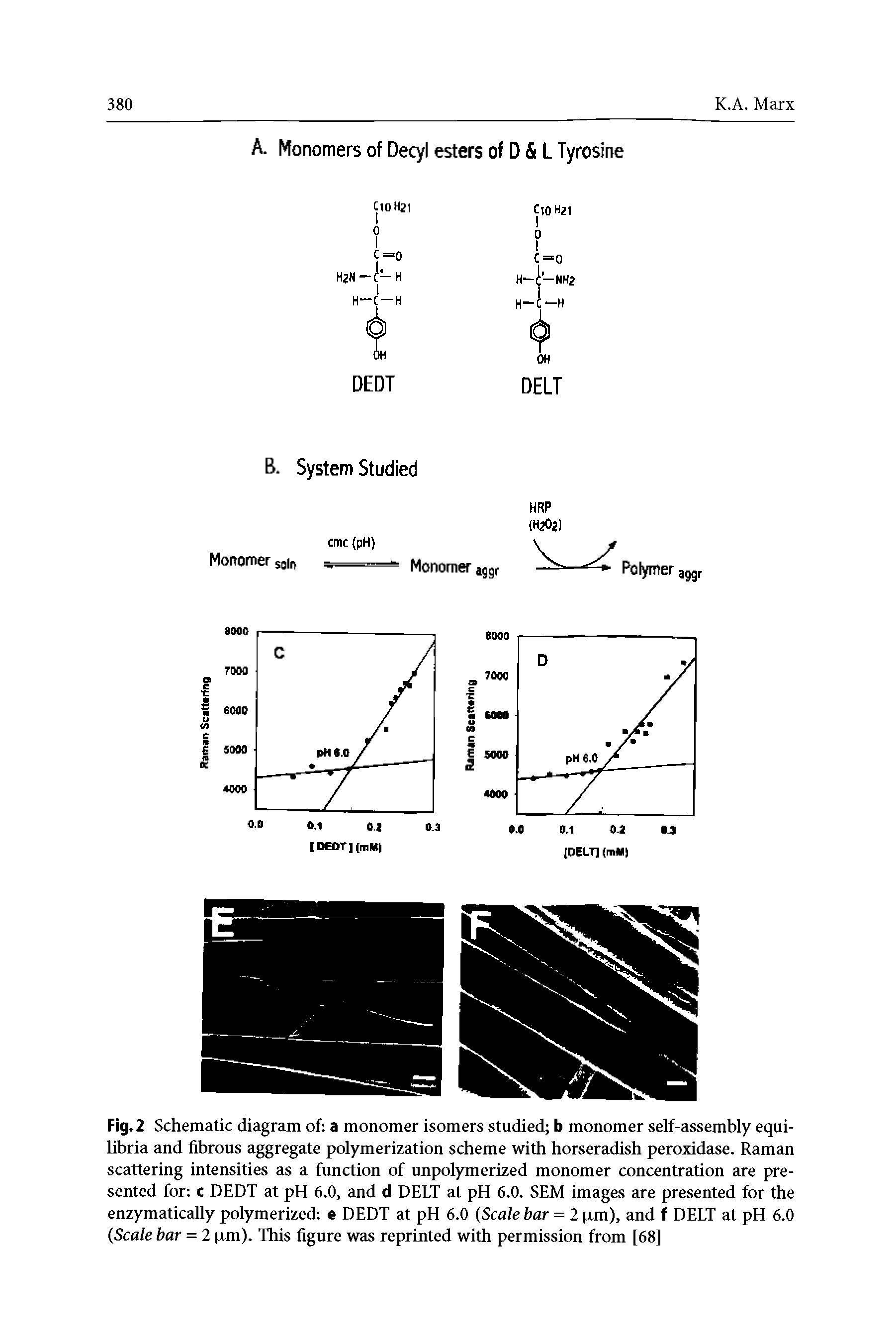 Fig. 2 Schematic diagram of a monomer isomers studied b monomer self-assembly equilibria and fibrous aggregate polymerization scheme with horseradish peroxidase. Raman scattering intensities as a function of unpolymerized monomer concentration are presented for c DEDT at pH 6.0, and d DELT at pH 6.0. SEM images are presented for the enzymatically polymerized e DEDT at pH 6.0 Scale bar = 2 jxm), and f DELT at pH 6.0 Scale bar = 2 xm). This figure was reprinted with permission from [68]...