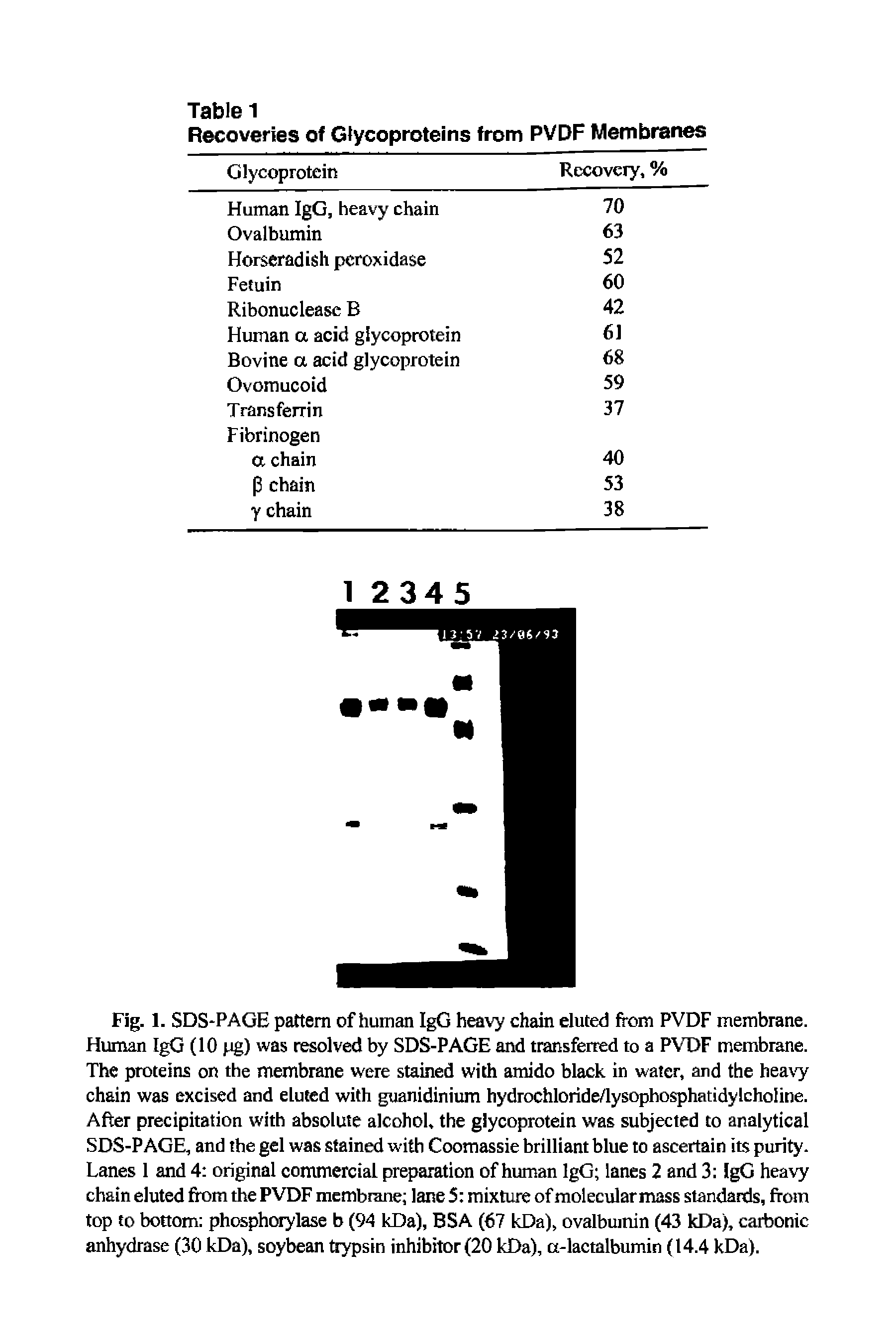 Fig. 1. SDS-PAGE pattern of human IgG heavy chain eluted from PVDF membrane. Human IgG (10 pg) was resolved by SDS-PAGE and transferred to a PVDF membrane. The proteins on the membrane were stained with amido black in water, and the heavy chain was excised and eluted with guanidinium hydrochloride/lysophosphatidylcholine. After precipitation with absolute alcohol, the glycoprotein was subjected to analytical SDS-PAGE, and the gel was stained with Coomassie brilliant blue to ascertain its purity. Lanes 1 and 4 original commercial preparation of human IgG lanes 2 and 3 IgG heavy chain eluted from the PVDF membrane lane 5 mixture of molecular mass standards, from top to bottom phosphorylase b (94 kDa), BSA (67 kDa), ovalbumin (43 kDa), carbonic anhydrase (30 kDa), soybean trypsin inhibitor (20 ldDa), ct-lactalbumin (14.4 kDa).