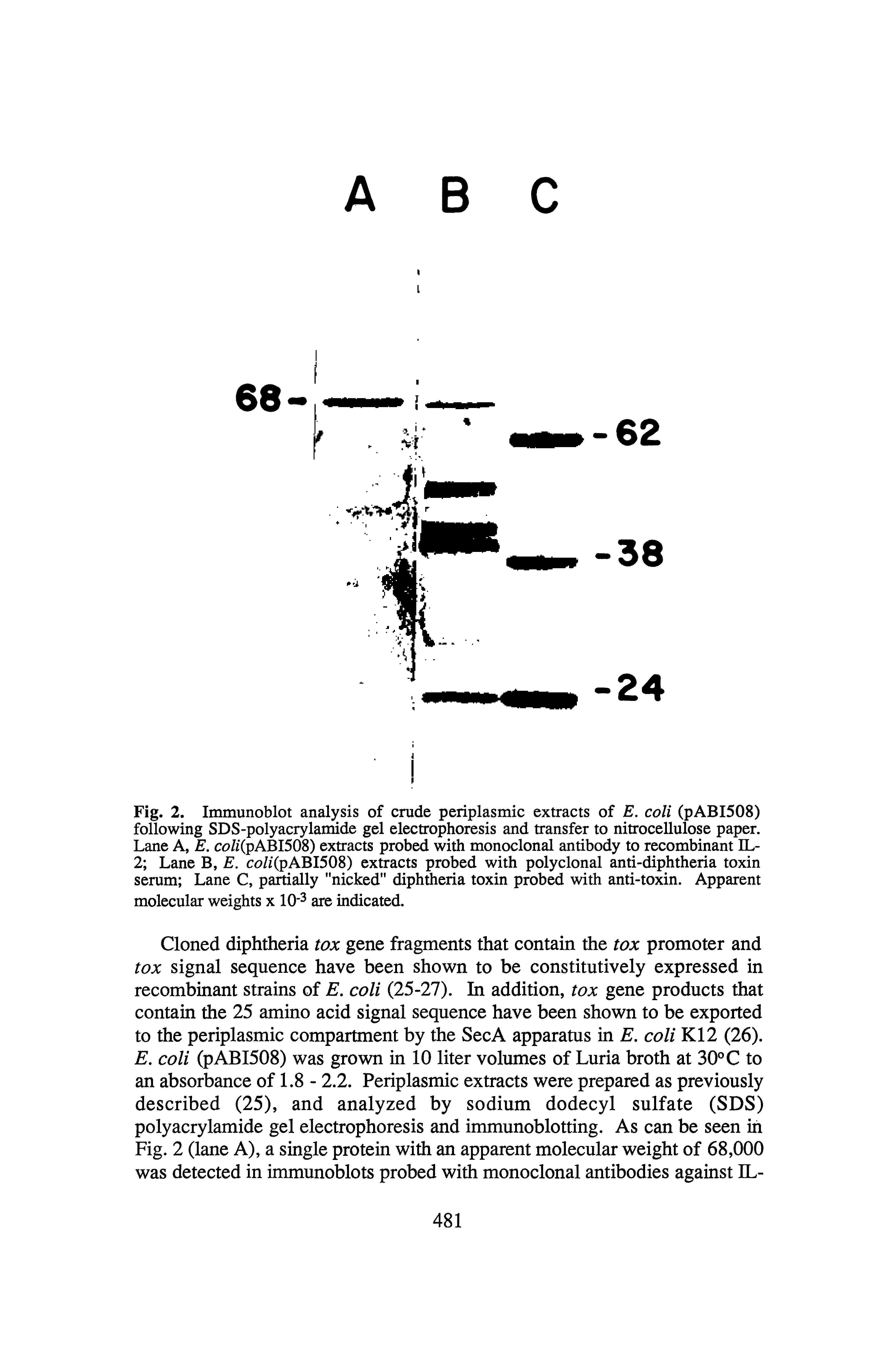 Fig. 2. Immunoblot analysis of crude periplasmic extracts of E. coli (pABI508) following SDS-polyacrylamide gel electrophoresis and transfer to nitrocellulose paper. Lane A, E. cc //(pABI508) extracts probed with monoclonal antibody to recombinant IL-2 Lane B, E. c<9//(pABI508) extracts probed with polyclonal anti-diphtheria toxin serum Lane C, partially "nicked" diphflieria toxin probed with anti-toxin. Apparent molecular weights x 10- are indicated.