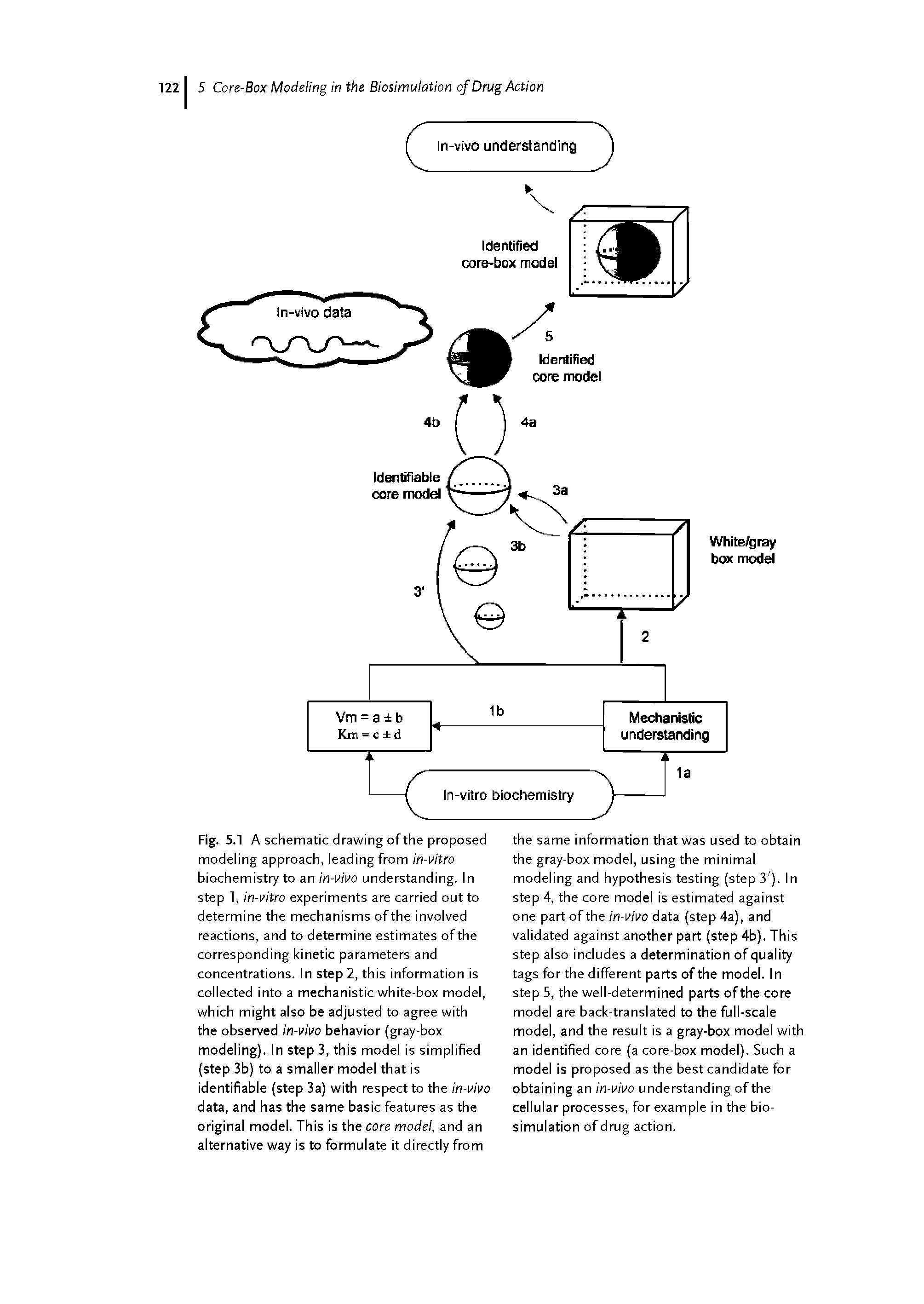 Fig. 5.1 A schematic drawing of the proposed modeling approach, leading from in-vitro biochemistry to an in-vivo understanding. In step 1, in-vitro experiments are carried out to determine the mechanisms of the involved reactions, and to determine estimates of the corresponding kinetic parameters and concentrations. In step 2, this information is collected into a mechanistic white-box model, which might also be adjusted to agree with the observed in-vivo behavior (gray-box modeling). In step 3, this model is simplified (step 3b) to a smaller model that is identifiable (step 3a) with respect to the in-vivo data, and has the same basic features as the original model. This is the core model, and an alternative way is to formulate it directly from...