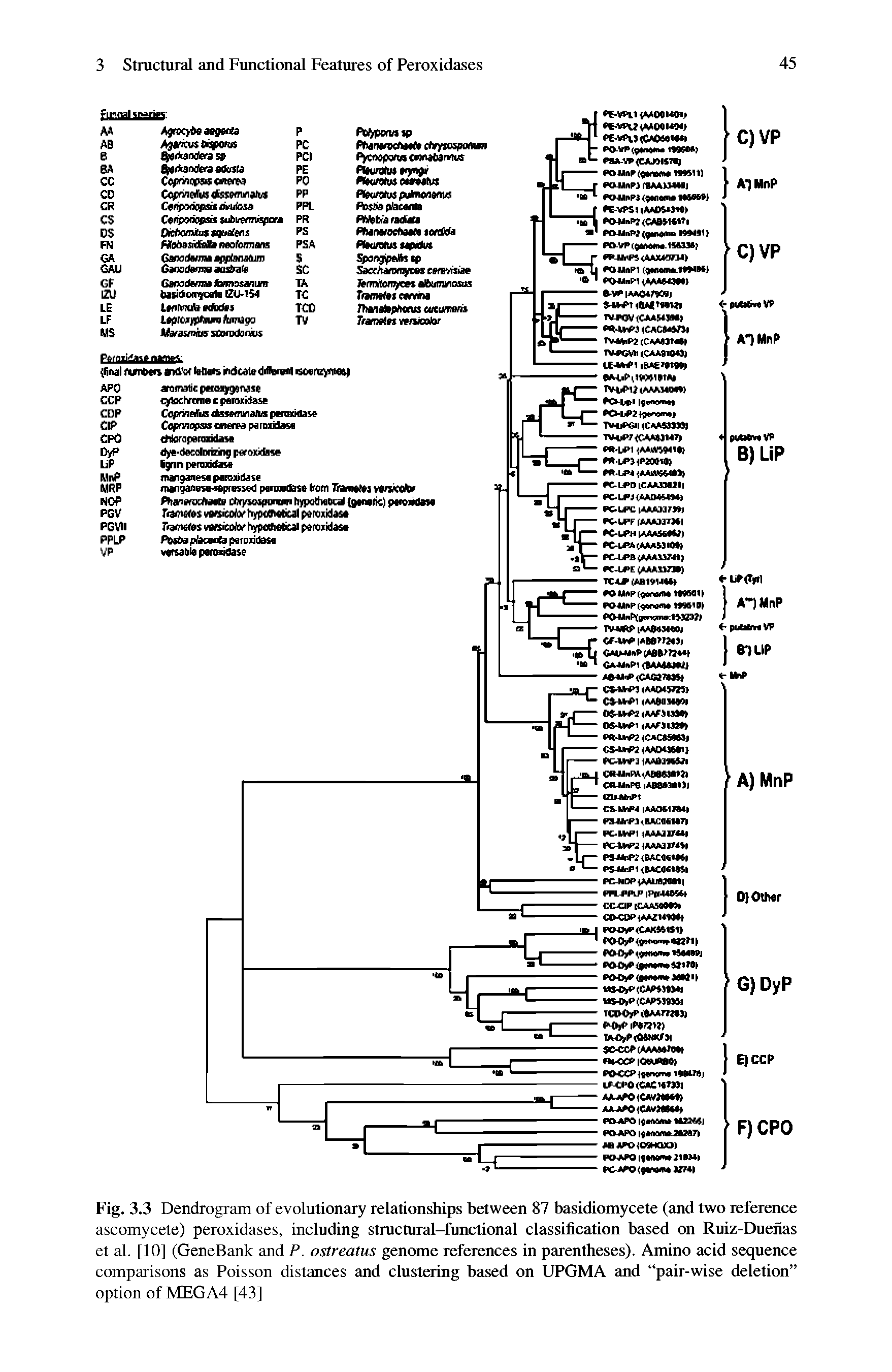 Fig. 3.3 Dendrogram of evolutionary relationships between 87 basidiomycete (and two reference ascomycete) peroxidases, including structural-functional classification based on Ruiz-Duenas et al. [10] (GeneBank and P. ostreatus genome references in parentheses). Amino acid sequence comparisons as Poisson distances and clustering based on UPGMA and pair-wise deletion option of MEGA4 [43]...