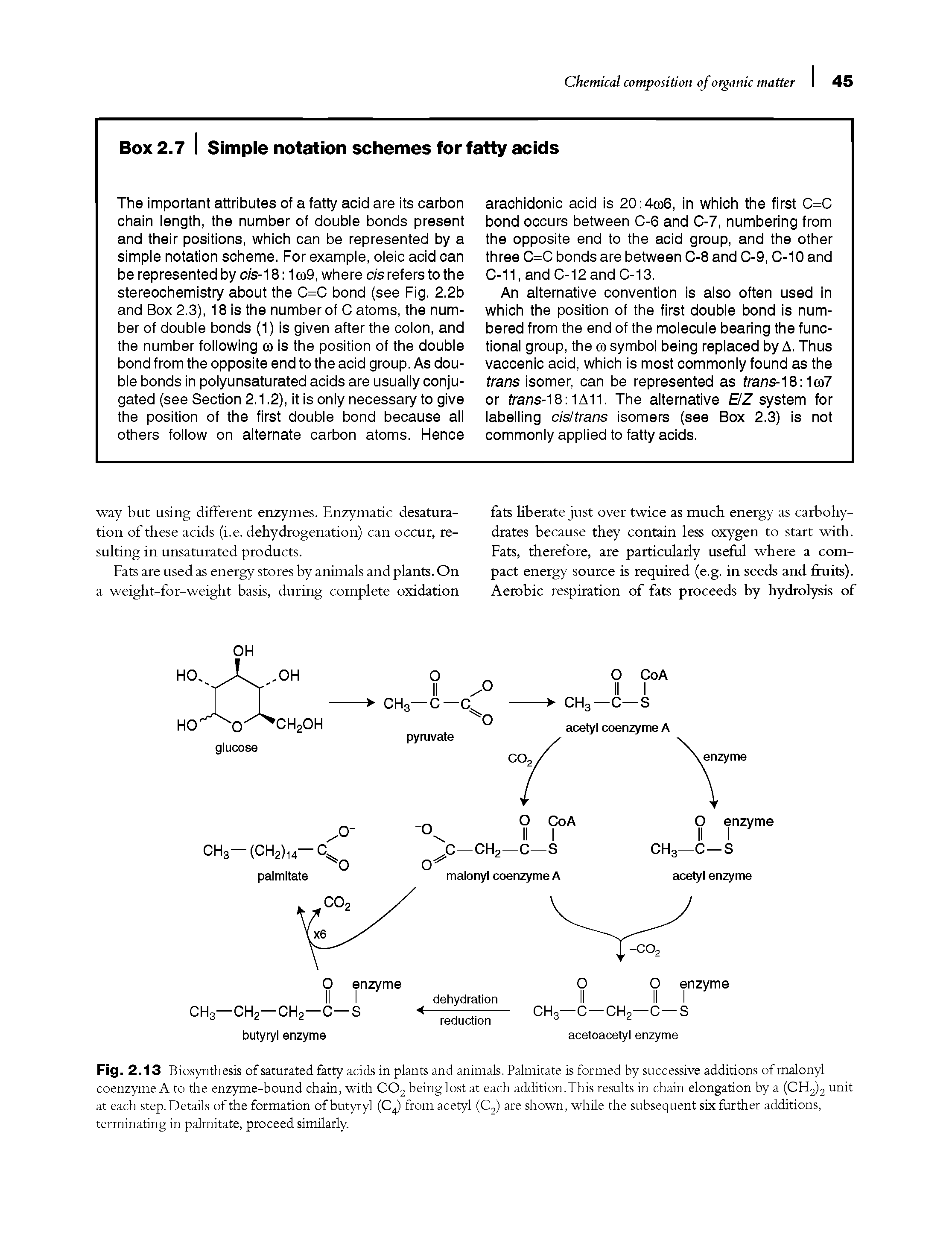 Fig. 2.13 Biosynthesis of saturated fatty acids in plants and animals. Palmitate is formed by successive additions of malonyl coenzyme A to the enzyme-bound chain, with C02 being lost at each addition.This results in chain elongation by a (CH2)2 unit at each step. Details of the formation of butyryl (C4) from acetyl (C2) are shown, while the subsequent six further additions, terminating in palmitate, proceed similarly.