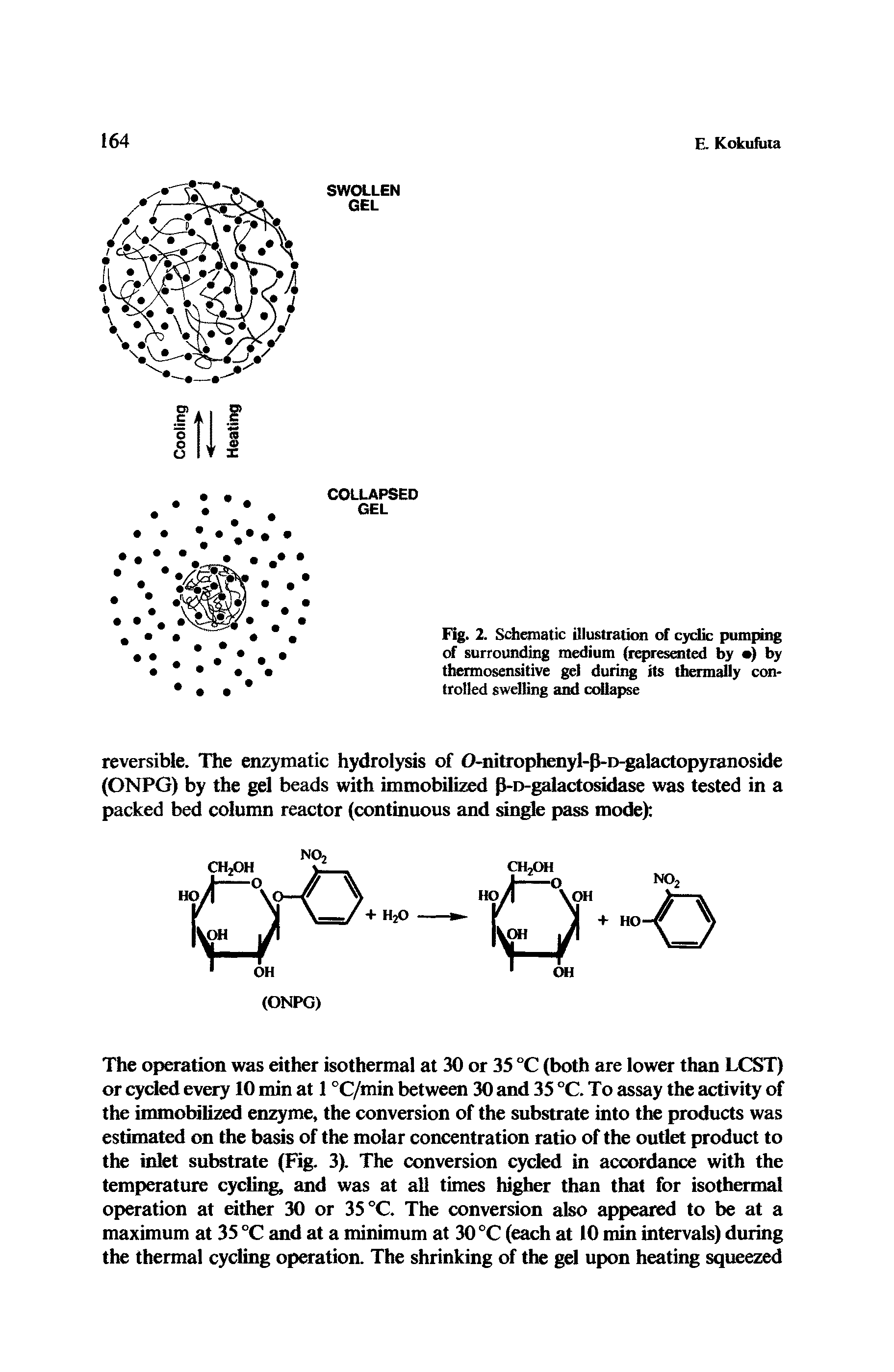 Fig. 2. Schematic illustration of cyclic pumping of surrounding medium (represented by ) by thermosensitive gel during its thermally controlled swelling and collapse...