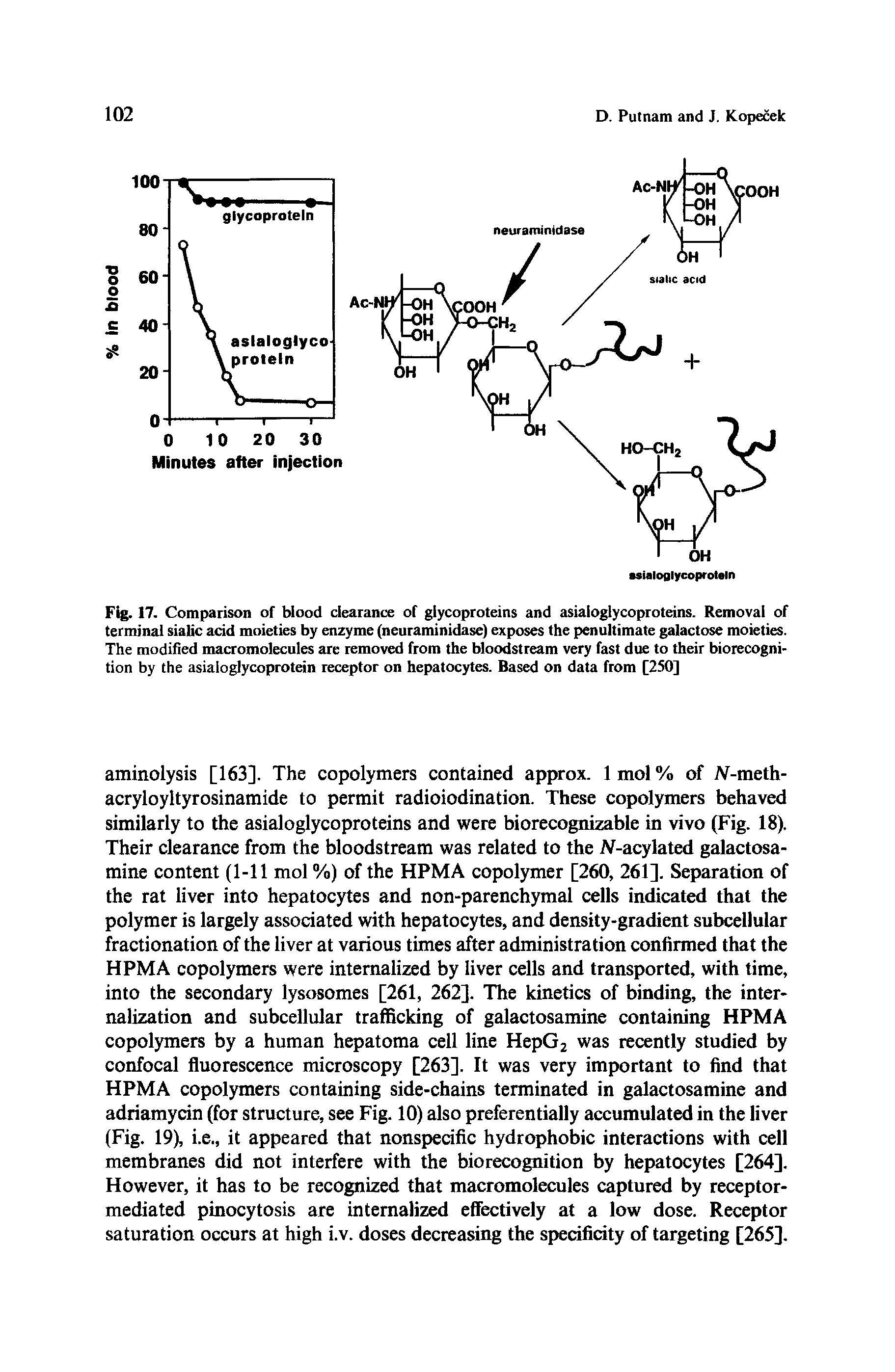 Fig. 17. Comparison of blood clearance of glycoproteins and asialoglycoproteins. Removal of terminal sialic acid moieties by enzyme (neuraminidase) exposes the penultimate galactose moieties. The modified macromolecules are removed from the bloodstream very fast due to their biorecognition by the asialoglycoprotein receptor on hepatocytes. Based on data from [250]...