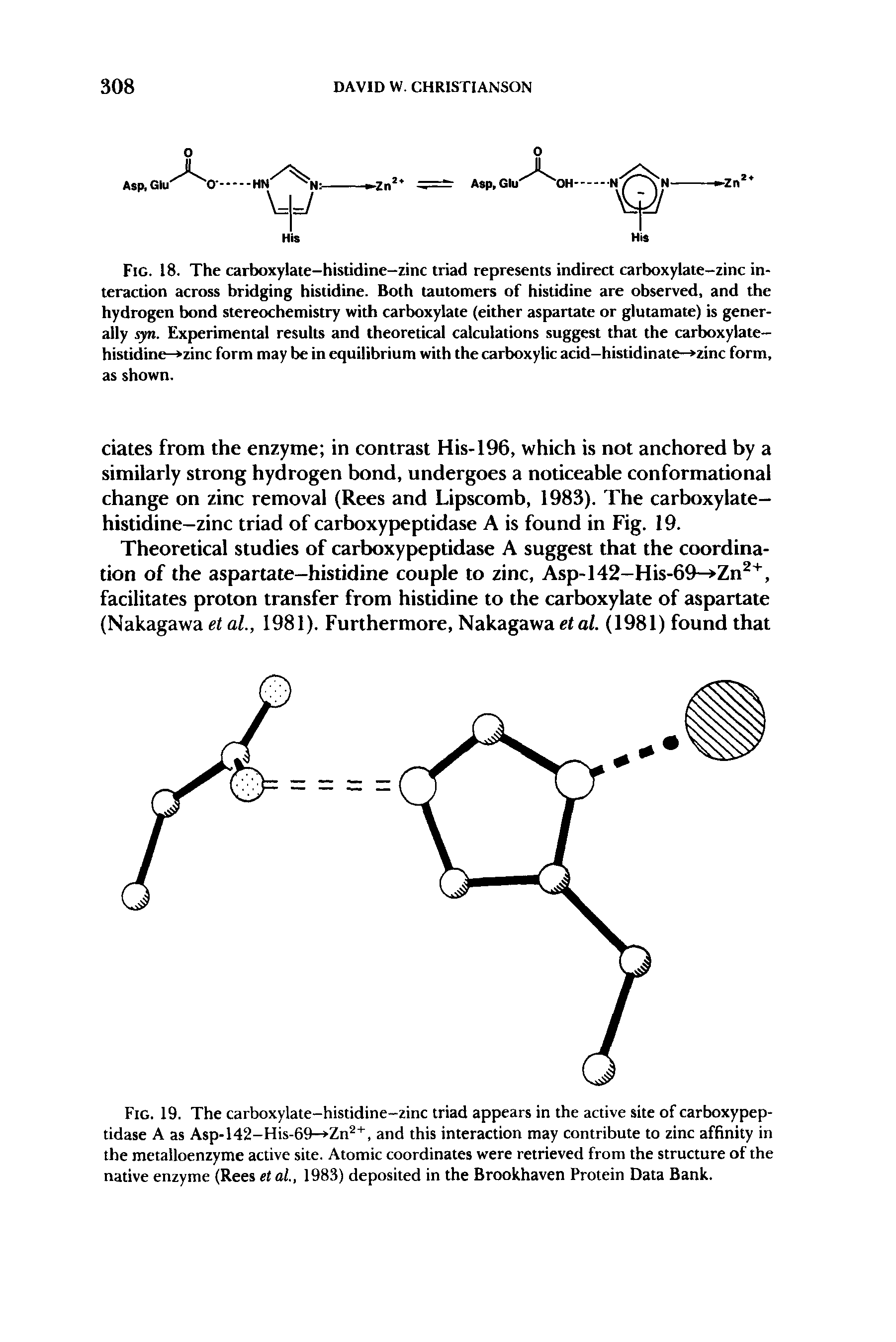 Fig. 18. The carboxylaie-histidine-zinc triad represents indirect carboxylate-zinc interaction across bridging histidine. Both tautomers of histidine are observed, and the hydrogen bond stereochemistry with carboxylate (either aspartate or glutamate) is generally syn. Experimental results and theoretical calculations suggest that the carboxylate-histidine- zinc form may be in equilibrium with the carboxylic acid-histidinate- zinc form, as shown.