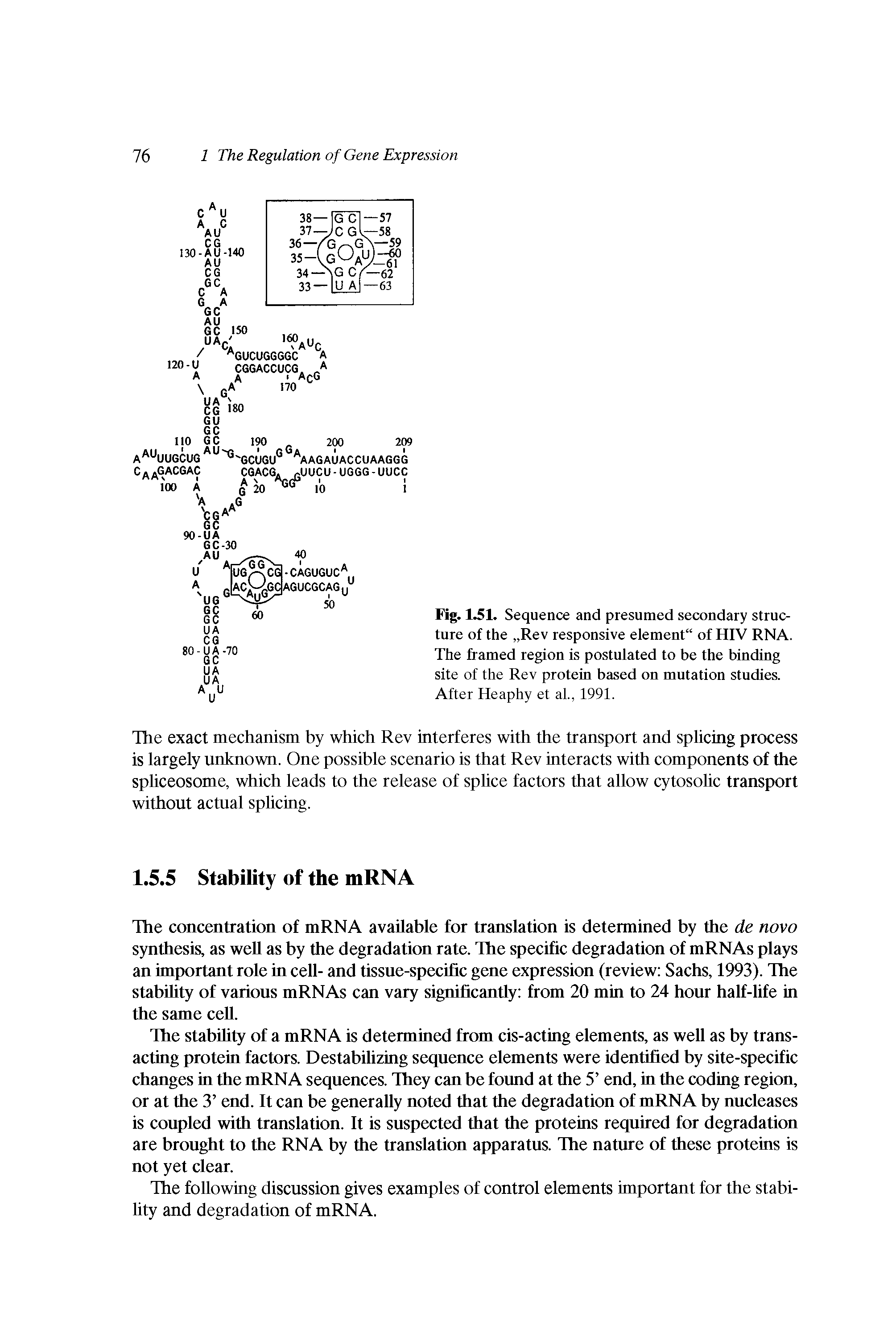 Fig. 1.51. Sequence and presumed secondary structure of the Rev responsive element" of HIV RNA. The framed region is postnlated to be the binding site of the Rev protein based on mntation studies. After Heaphy et al., 1991.