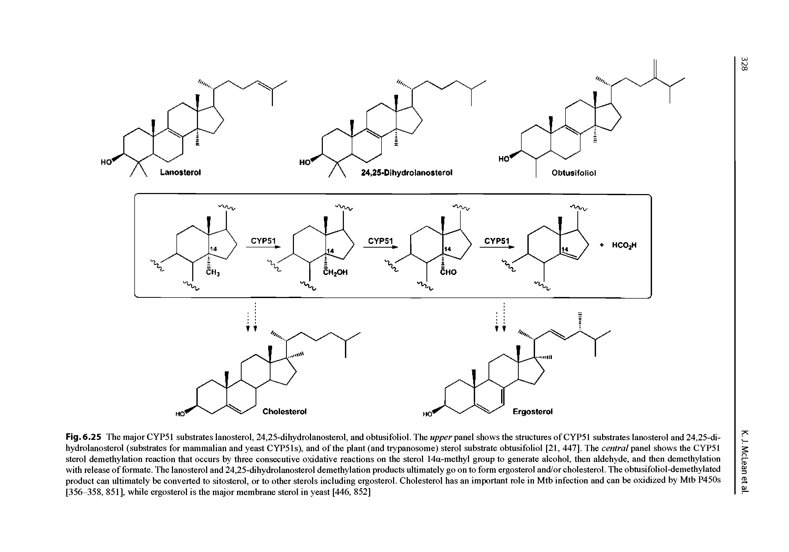 Fig. 6. 25 The major CYP51 substrates lanosterol, 24,25-dihydrolanosterol, and obtusifoliol. The upper panel shows the structures of CYP51 substrates lanosterol and 24,25-di-hydrolanosterol (substrates for mammalian and yeast CYPSls), and of the plant (and trypanosome) sterol substrate obtusifoliol [21, 447], The central panel shows the CYP51 sterol demethylation reaction that occurs by three consecutive oxidative reactions on the sterol 14a-methyl group to generate alcohol, then aldehyde, and then demethylation with release of formate. The lanosterol and 24,25-dihydrolanosterol demethylation products ultimately go on to form ergosterol and/or cholesterol. The obtusifoliol-demethylated product can ultimately be converted to sitosterol, or to other sterols including ergosterol. Cholesterol has an important role in Mtb infection and can be oxidized by Mtb P450s [356-358, 851], while ergosterol is the major membrane sterol in yeast [446, 852]...