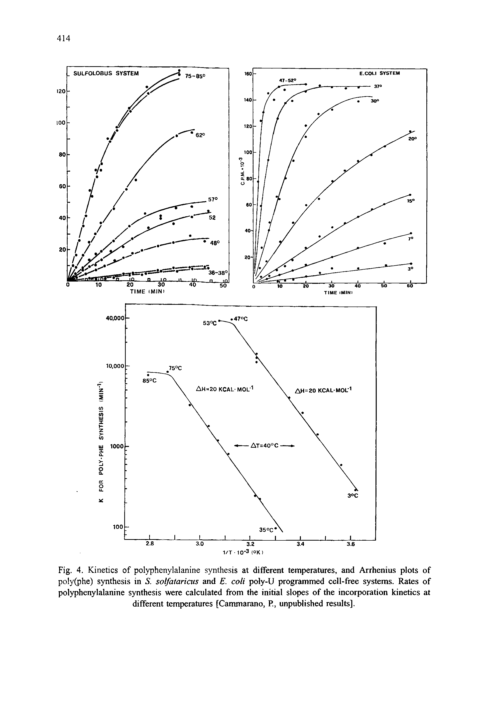 Fig. 4. Kinetics of polyphenylalanine synthesis at different temperatures, and Arrhenius plots of poly(phe) synthesis in S. solfataricus and E. coli poly-U programmed cell-free systems. Rates of polyphenylalanine synthesis were calculated from the initial slopes of the incorporation kinetics at different temperatures [Cammarano, P, unpublished results].