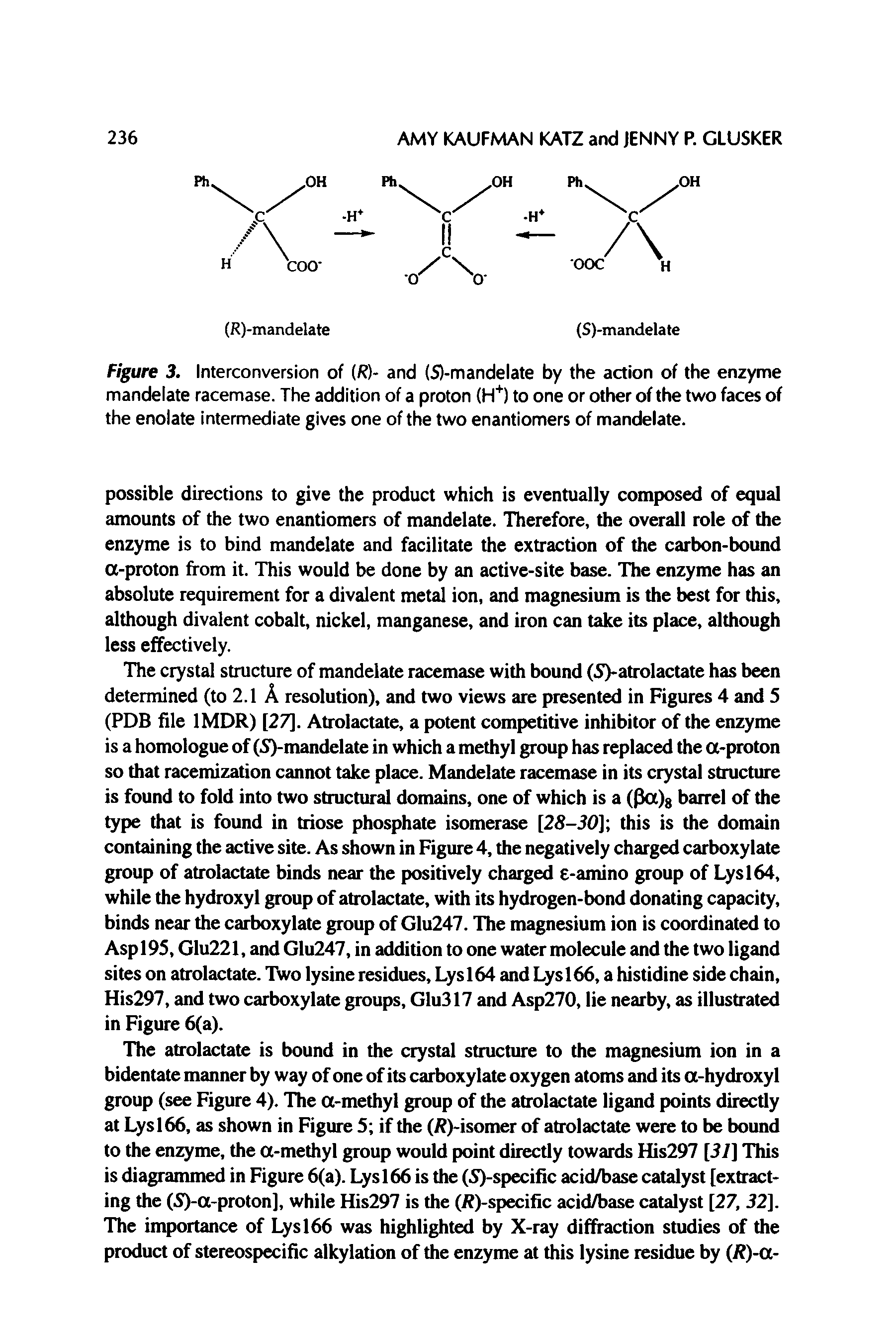 Figure 3. Interconversion of (/ )- and (S)-mandelate by the action of the enzyme mandelate racemase. The addition of a proton to one or other of the two faces of...