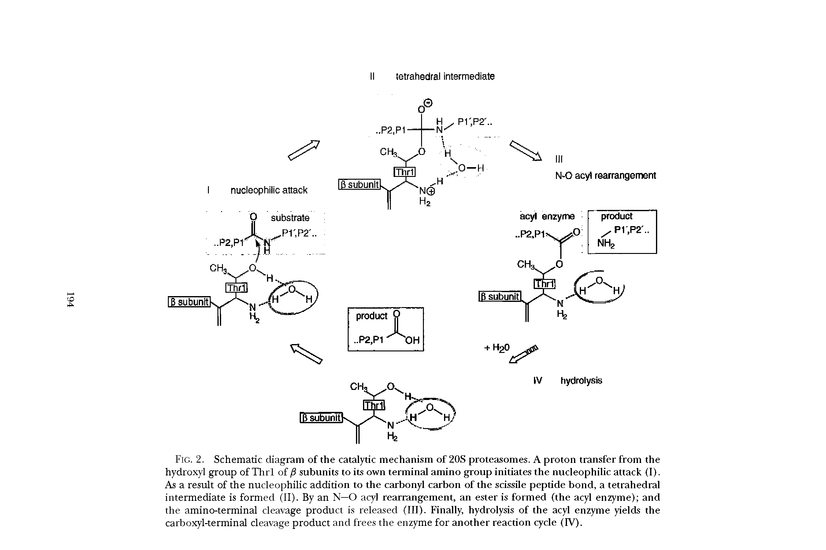 Fig. 2. Schematic diagram of the catalytic mechanism of 20S proteasomes. A proton transfer from the hydroxyl group of Thrl of /3 subunits to its own terminal amino group initiates the nucleophilic attack (I). As a result of the nucleophilic addition to the carbonyl carbon of the scissile peptide bond, a tetrahedral intermediate is formed (II). By an N—O acyl rearrangement, an ester is formed (the acyl enzyme) and the amino-terminal cleavage product is released (III). Finally, hydrolysis of the acyl enzyme yields the carboxyl-terminal cleavage product and frees the enzyme for another reaction cycle (IV).