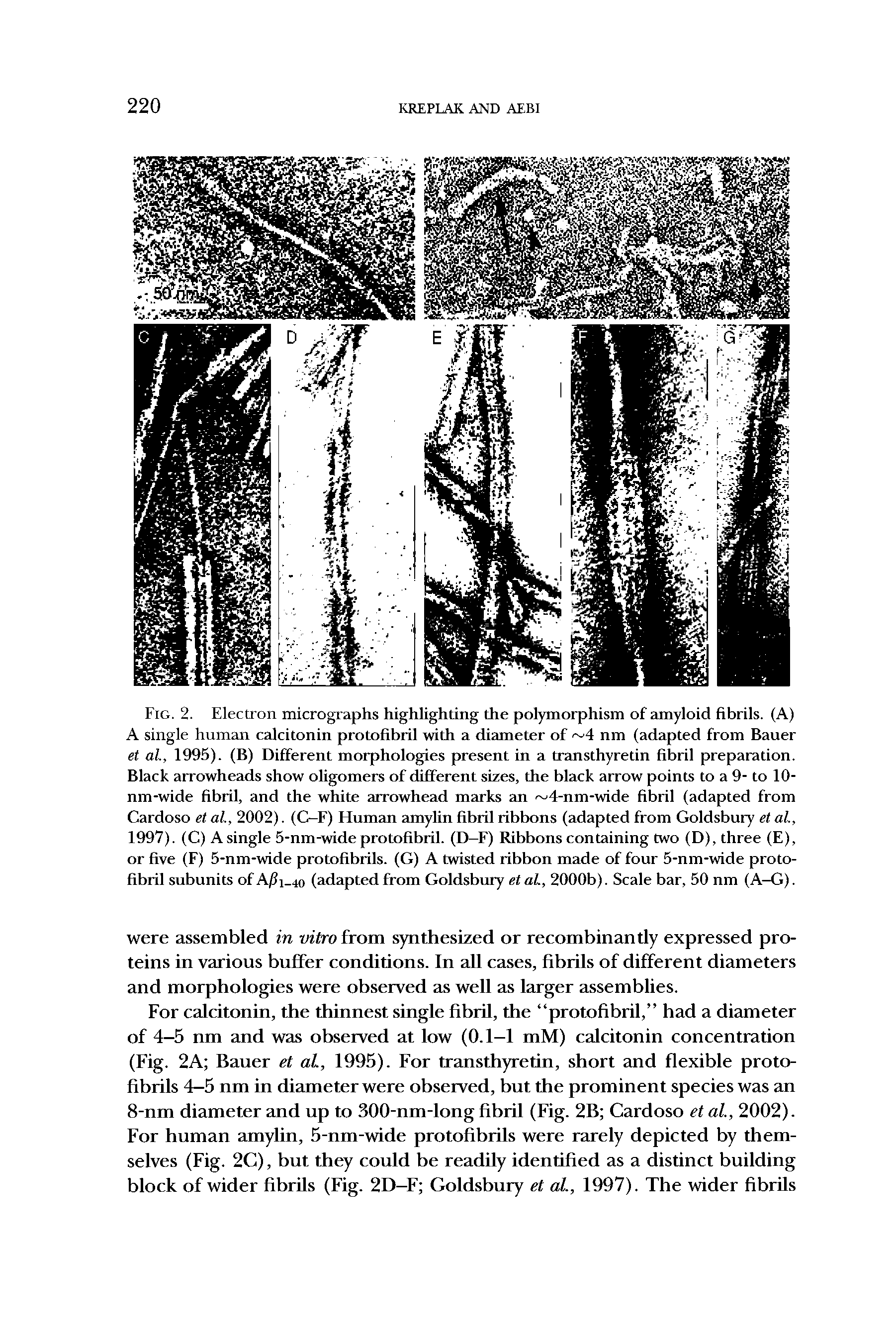 Fig. 2. Electron micrographs highlighting the polymorphism of amyloid fibrils. (A) A single human calcitonin protofibril with a diameter of 4 nm (adapted from Bauer et al., 1995). (B) Different morphologies present in a transthyretin fibril preparation. Black arrowheads show oligomers of different sizes, the black arrow points to a 9- to 10-nm-wide fibril, and the white arrowhead marks an 4-nm-wide fibril (adapted from Cardoso et al., 2002). (C-F) Human amylin fibril ribbons (adapted from Goldsbury et al., 1997). (C) A single 5-nm-wide protofibril. (D-F) Ribbons containing two (D), three (E), or five (F) 5-nm-wide protofibrils. (G) A twisted ribbon made of four 5-nm-wide protofibril subunits of Api-40 (adapted from Goldsbury et al., 2000b). Scale bar, 50 nm (A-G).