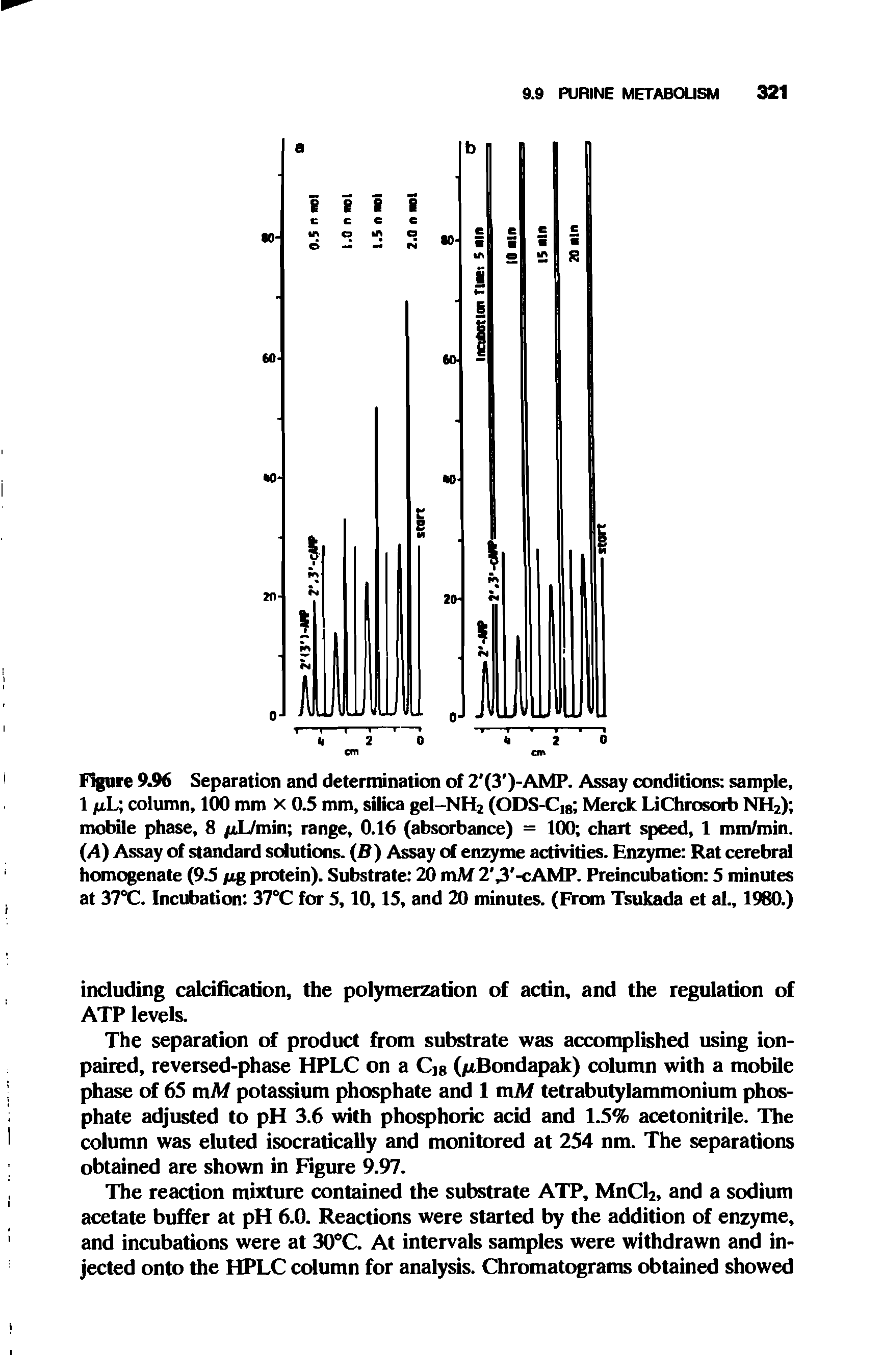 Figure 9.96 Separation and determination of 2 (3 )-AMP. Assay conditions sample, 1 /xL column, 100 mm X 0.5 mm, silica gel-NH2 (ODS-C 8 Merck LiChrosorb NH2) mobile phase, 8 /xL/min range, 0.16 (absorbance) = 100 chart speed, 1 mm/min. (A) Assay of standard solutions. (B) Assay of enzyme activities. Enzyme Rat cerebral homogenate (9.5 yxg protein). Substrate 20 mM 2, 3 -cAMP. Preincubation 5 minutes at 37°C. Incubation 37°C for 5,10,15, and 20 minutes. (From Tsukada et al., 1980.)...