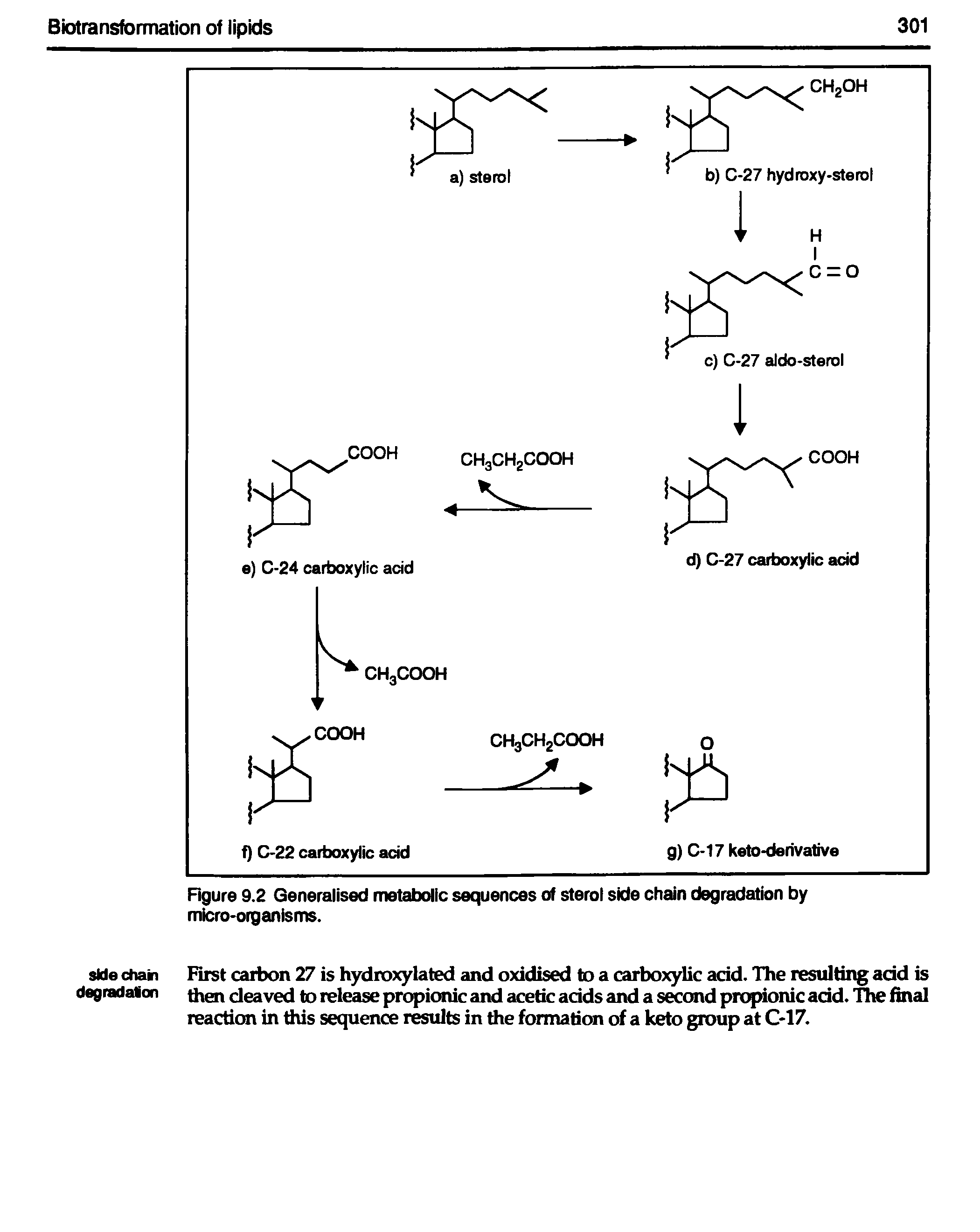 Figure 9.2 Generalised metabolic sequences of sterol side chain degradation by micro-organisms.