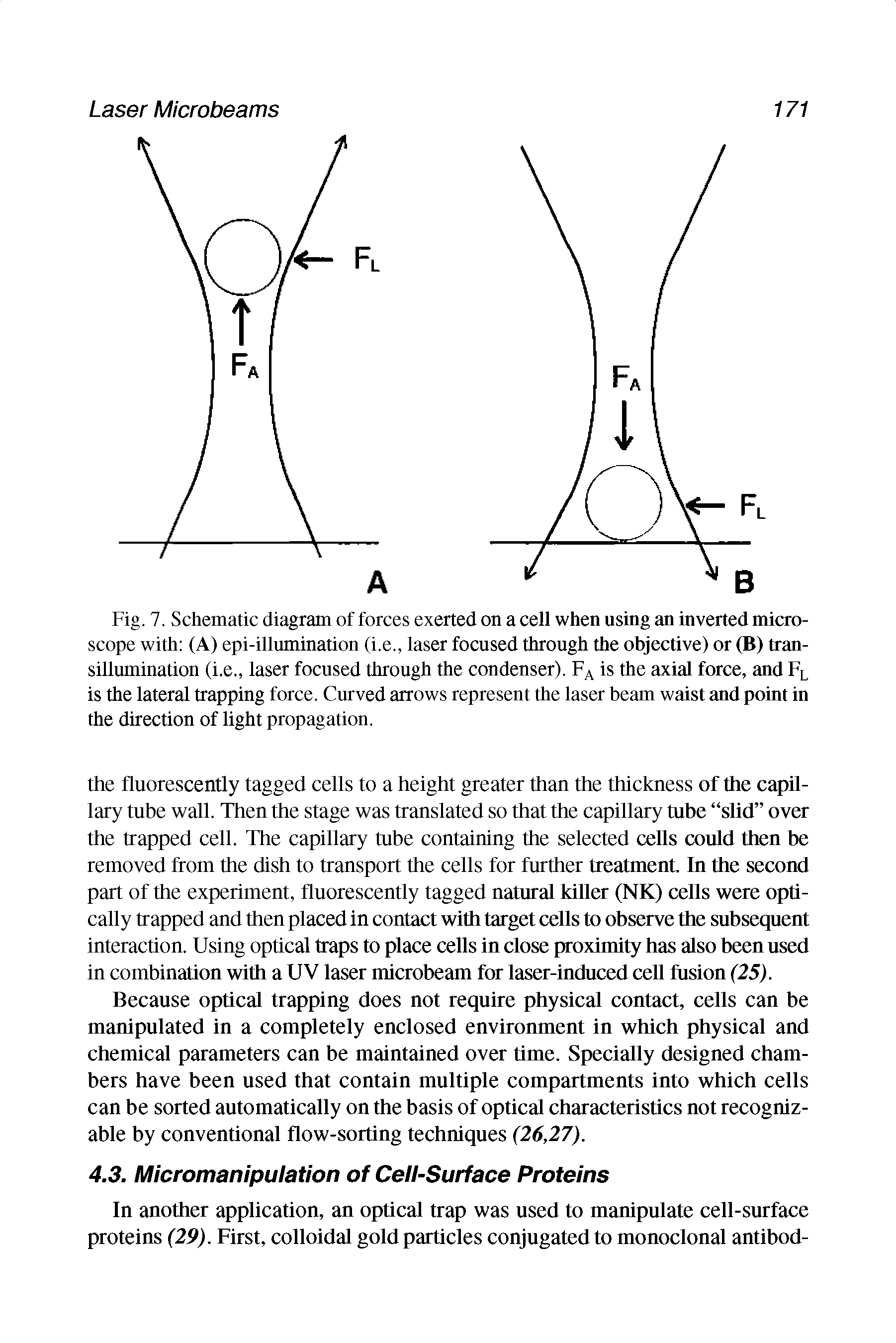 Fig. 7. Schematic diagram of forces exerted on a cell when using an inverted microscope with (A) epi-illumination (i.e., laser focused through the objective) or (B) transillumination (i.e., laser focused through the condenser). is the axial force, and Fl is the lateral trapping force. Curved arrows represent the laser beam waist and point in the direction of light propagation.