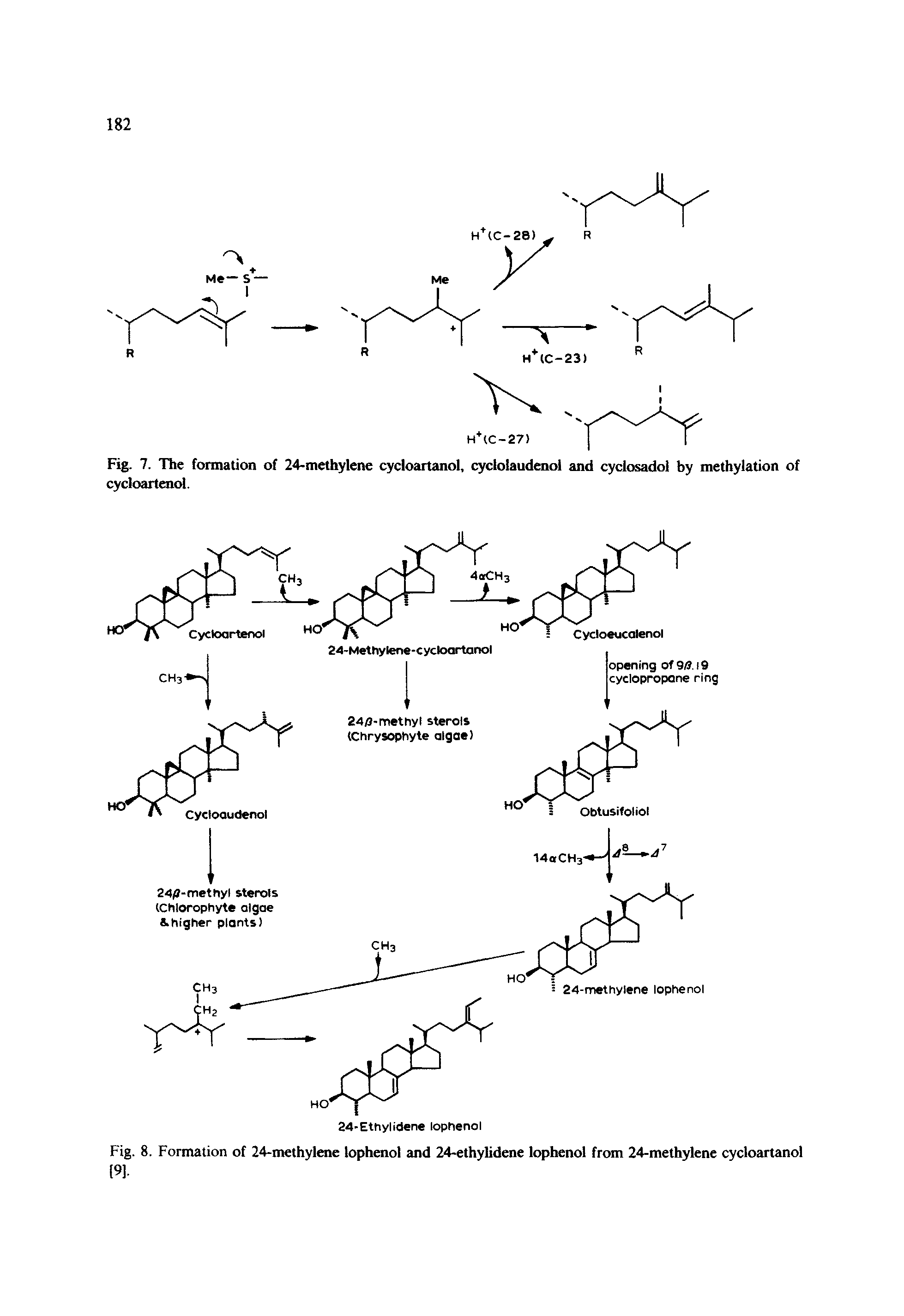 Fig. 7. The formation of 24-methylene cycloartanol, cyclolaudenol and cyclosadol by methylation of cycloartenol.